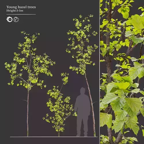 Young hazel trees 3D model