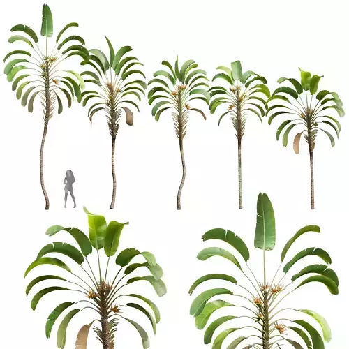 New Plant High detail Strelitzia Nicolai 3D model