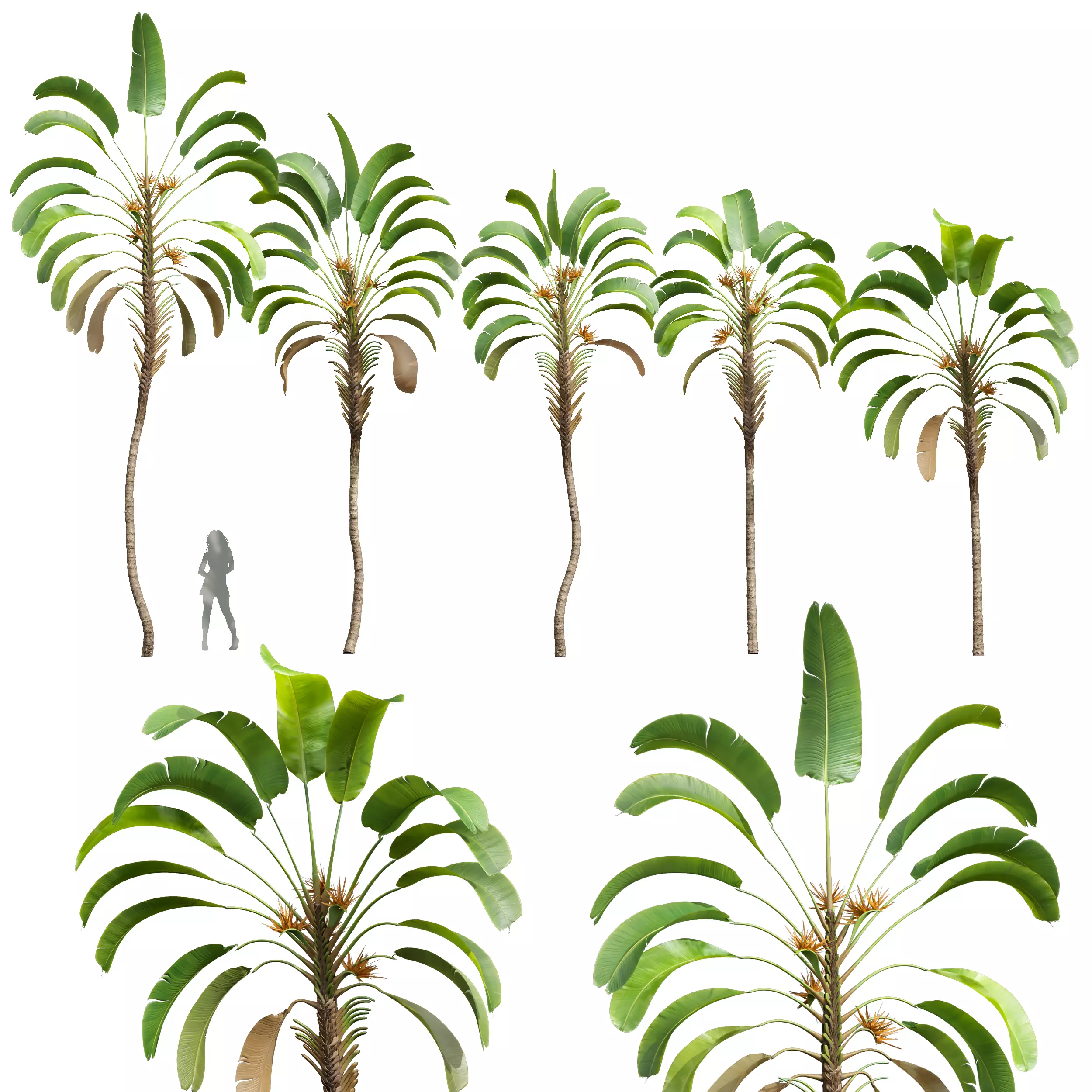New Plant High detail Strelitzia Nicolai 3D model