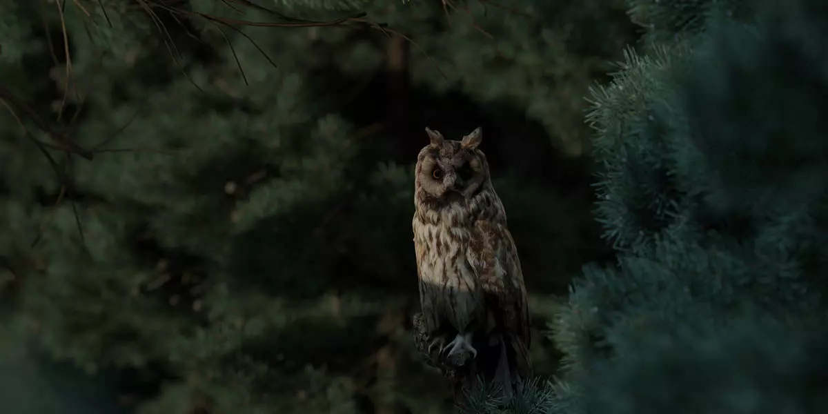 Photorealistic Long Eared Owl Low-poly 3D model