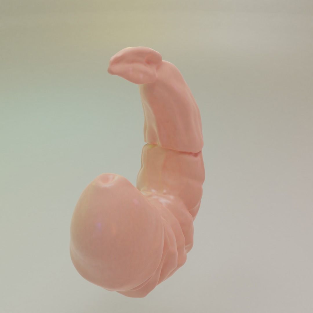 Mutated Shrimp 3D print model_1