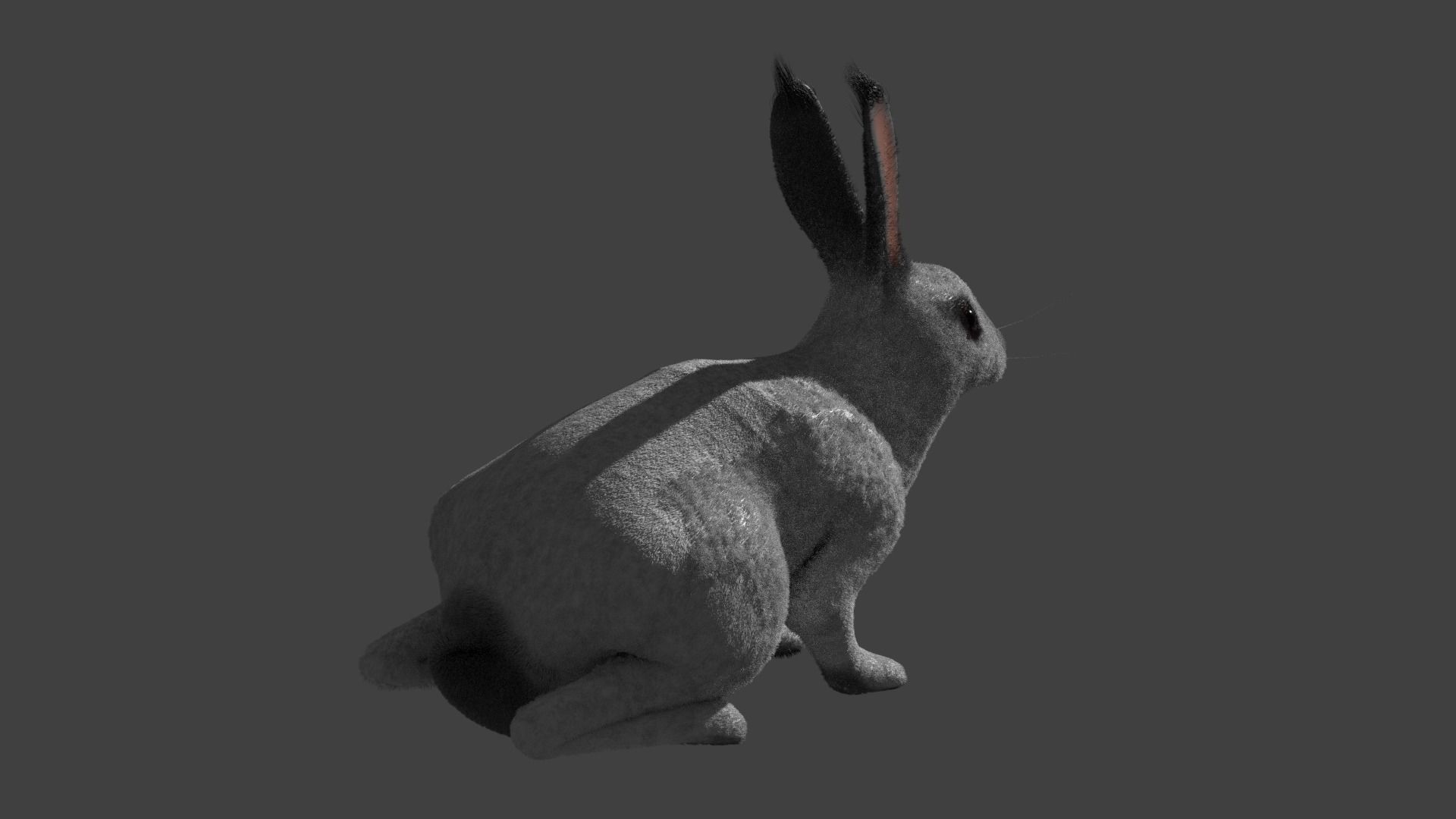 Rabbit BW ANIMATED FUR 3D model_1