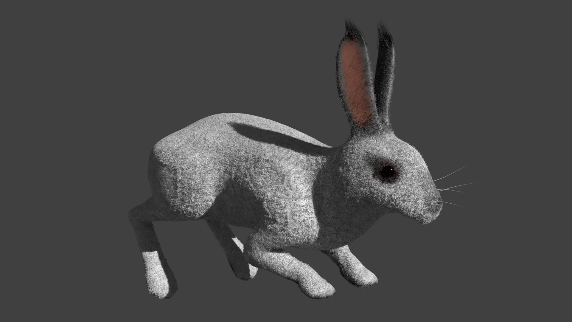 Rabbit BW ANIMATED FUR 3D model_4