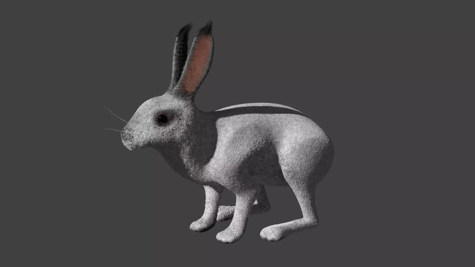 Rabbit BW ANIMATED FUR 3D model_0