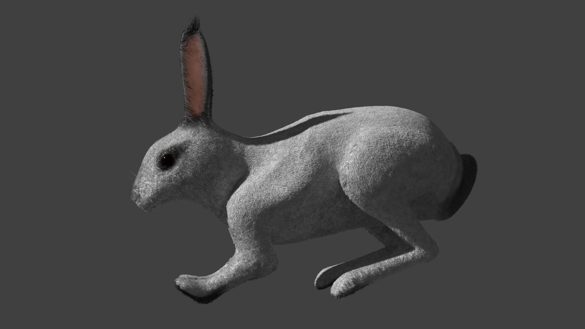 Rabbit BW ANIMATED FUR 3D model_2