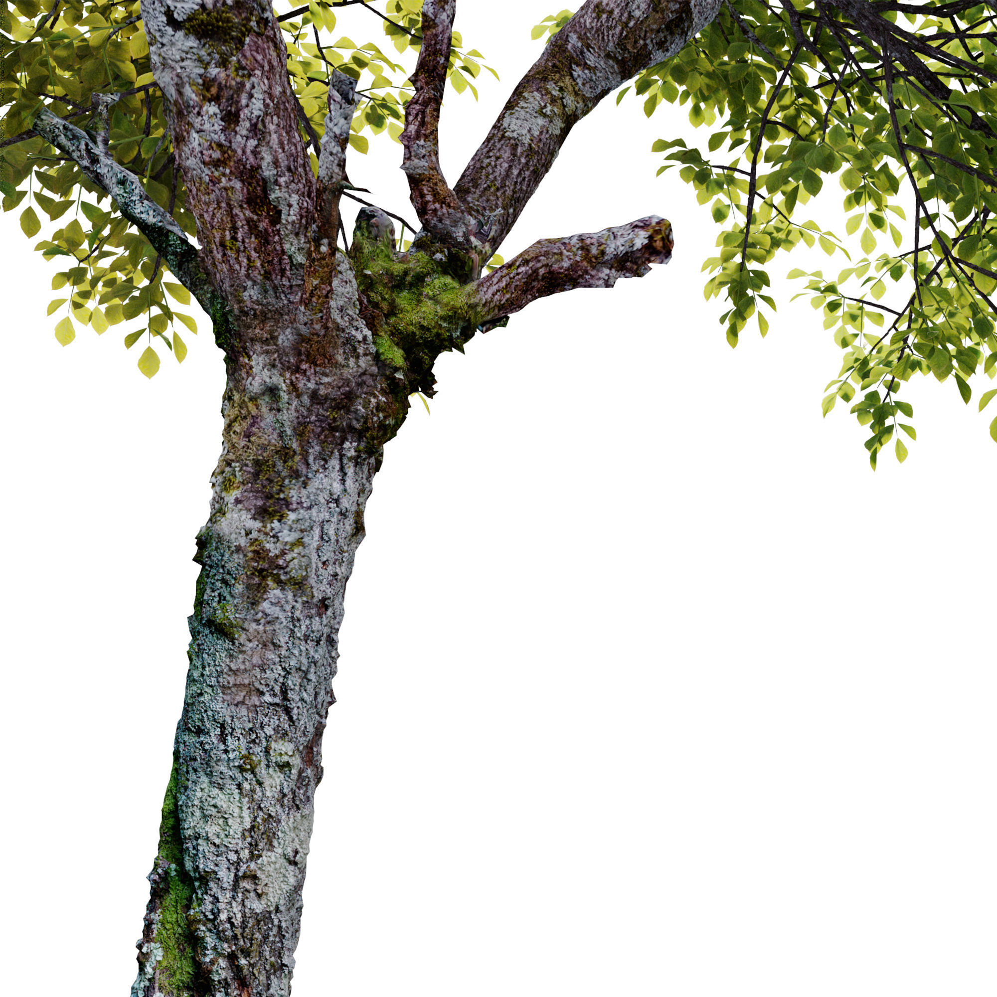 Fraxinus pennsylvanica 04 3D model_4