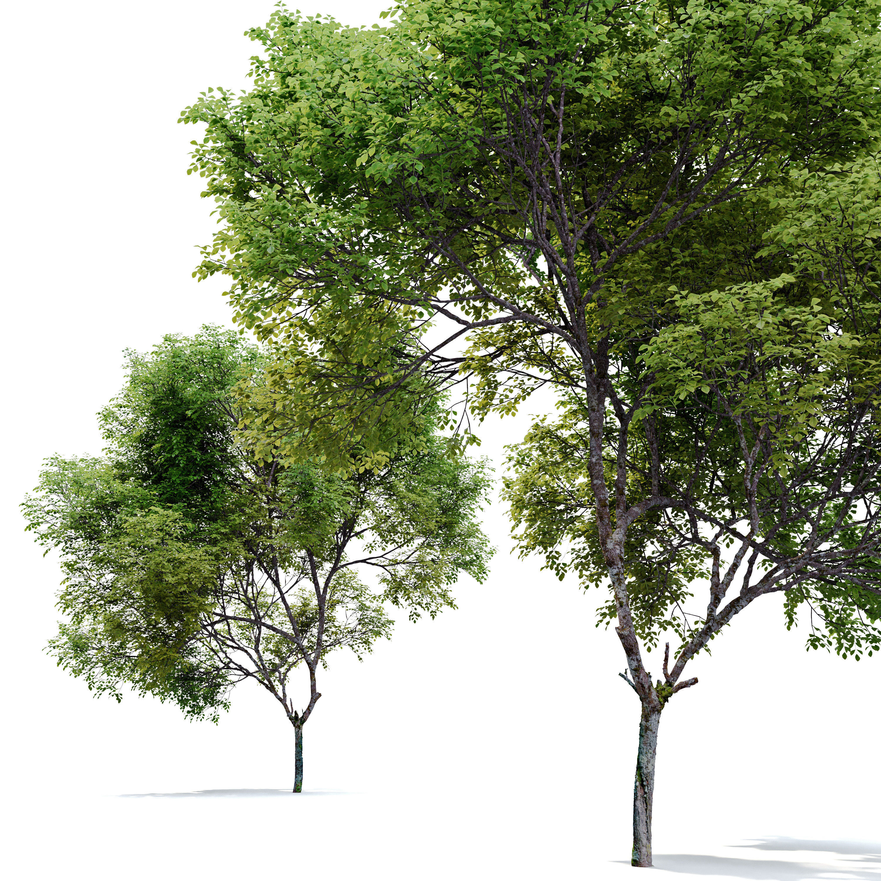 Fraxinus pennsylvanica 04 3D model_1