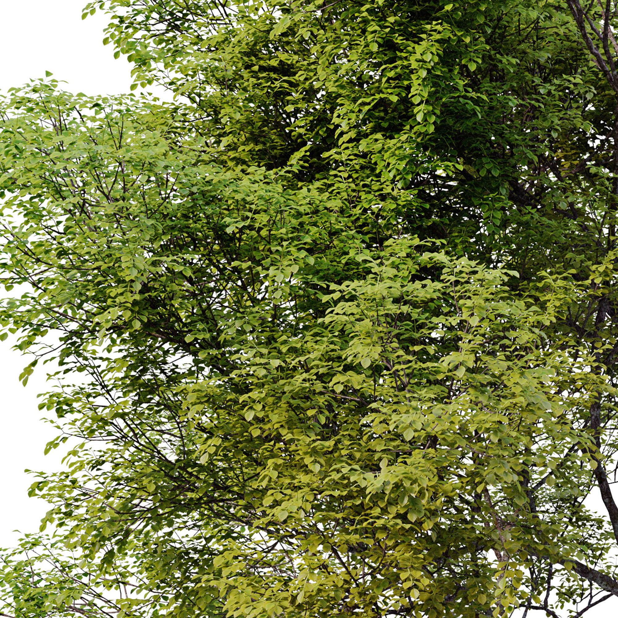 Fraxinus pennsylvanica 04 3D model_5