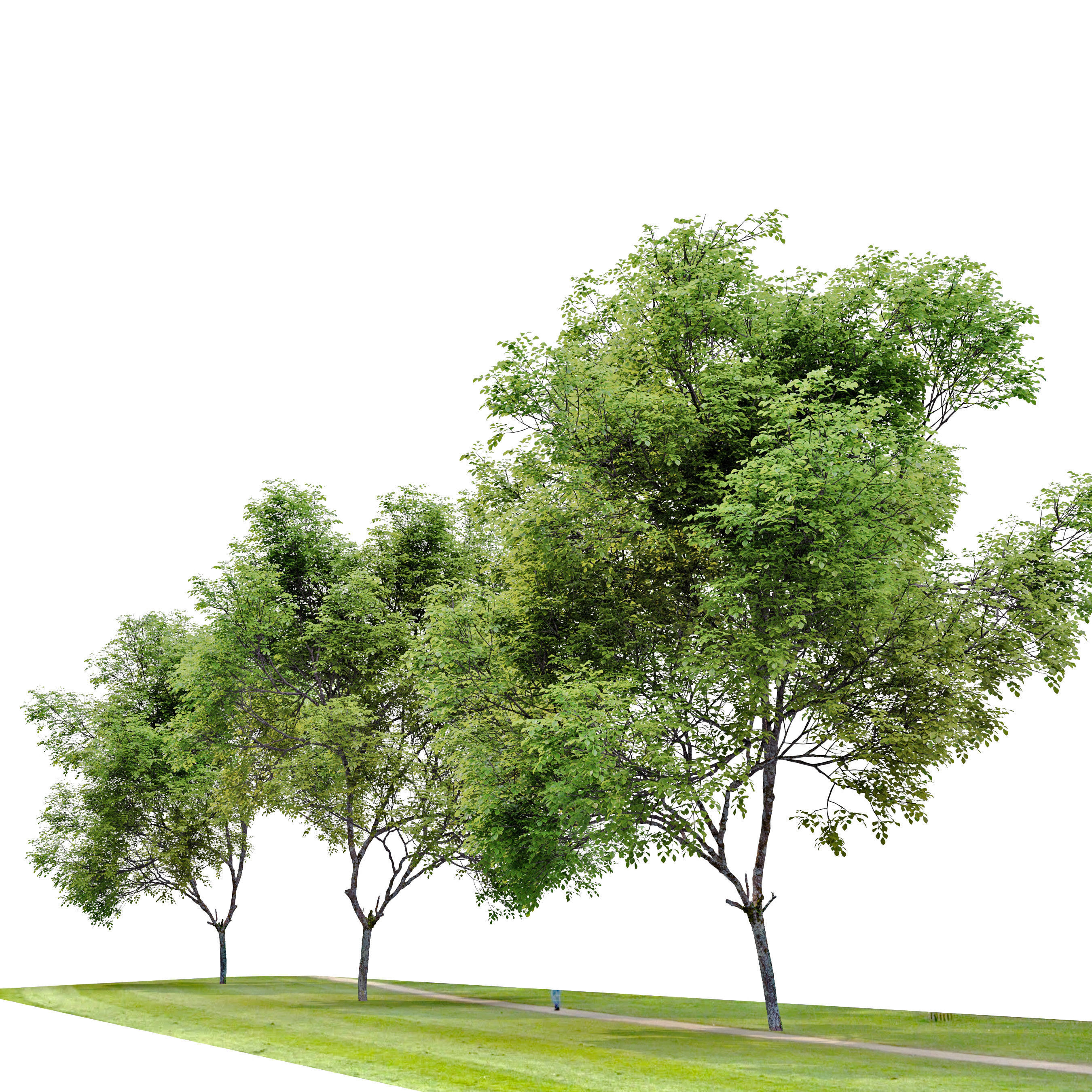 Fraxinus pennsylvanica 04 3D model_2