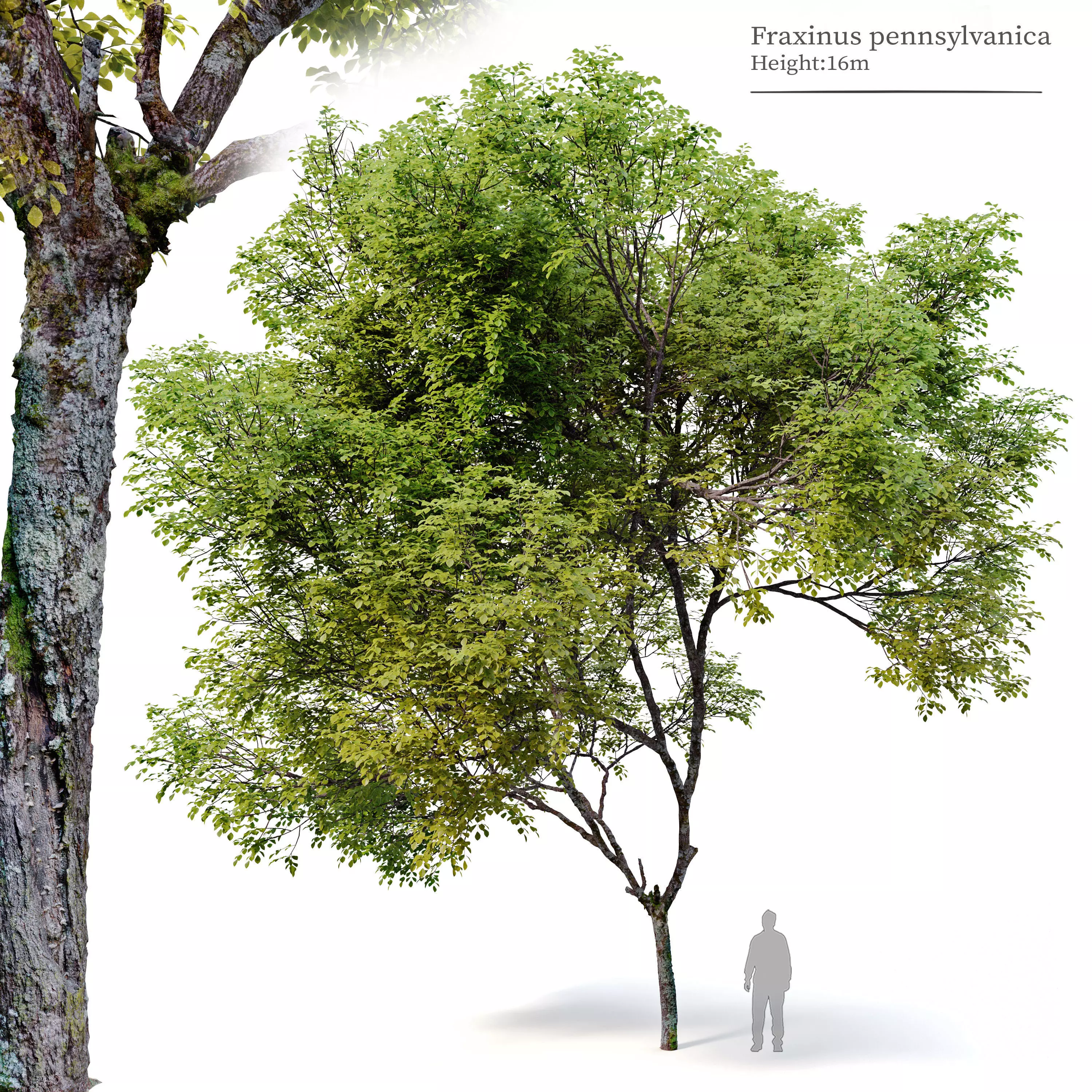 Fraxinus pennsylvanica 04 3D model_0