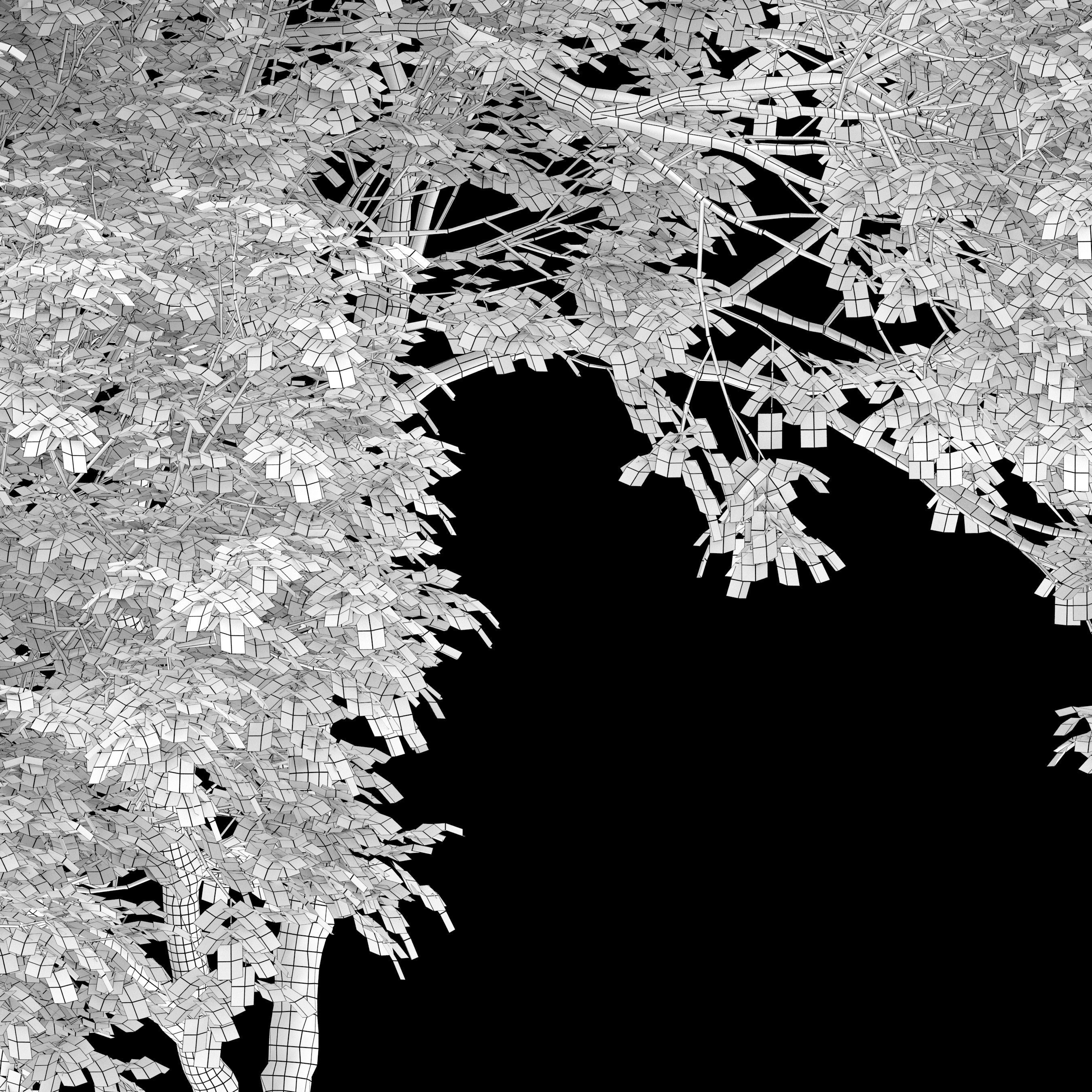 Fraxinus pennsylvanica 04 3D model_7