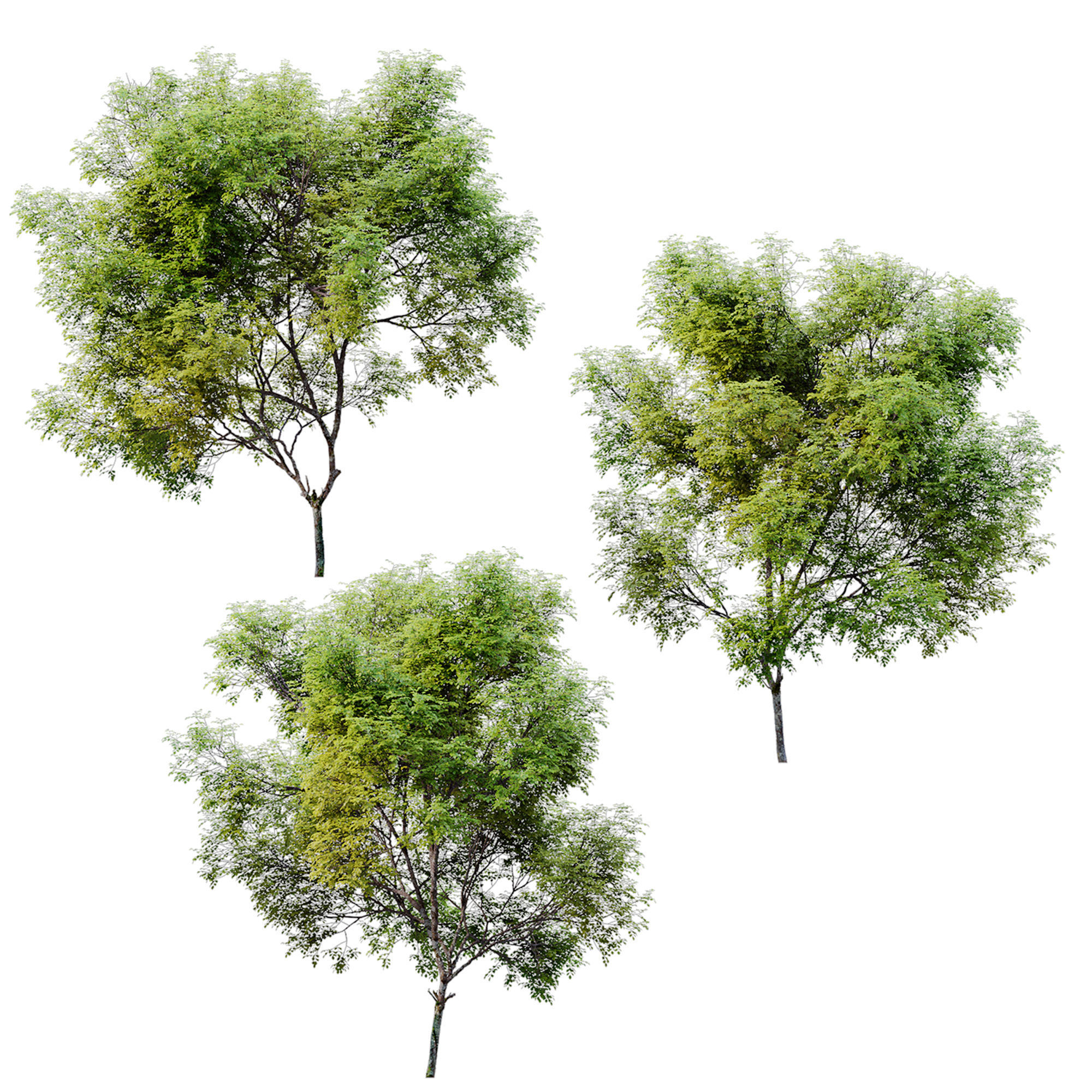 Fraxinus pennsylvanica 04 3D model_3