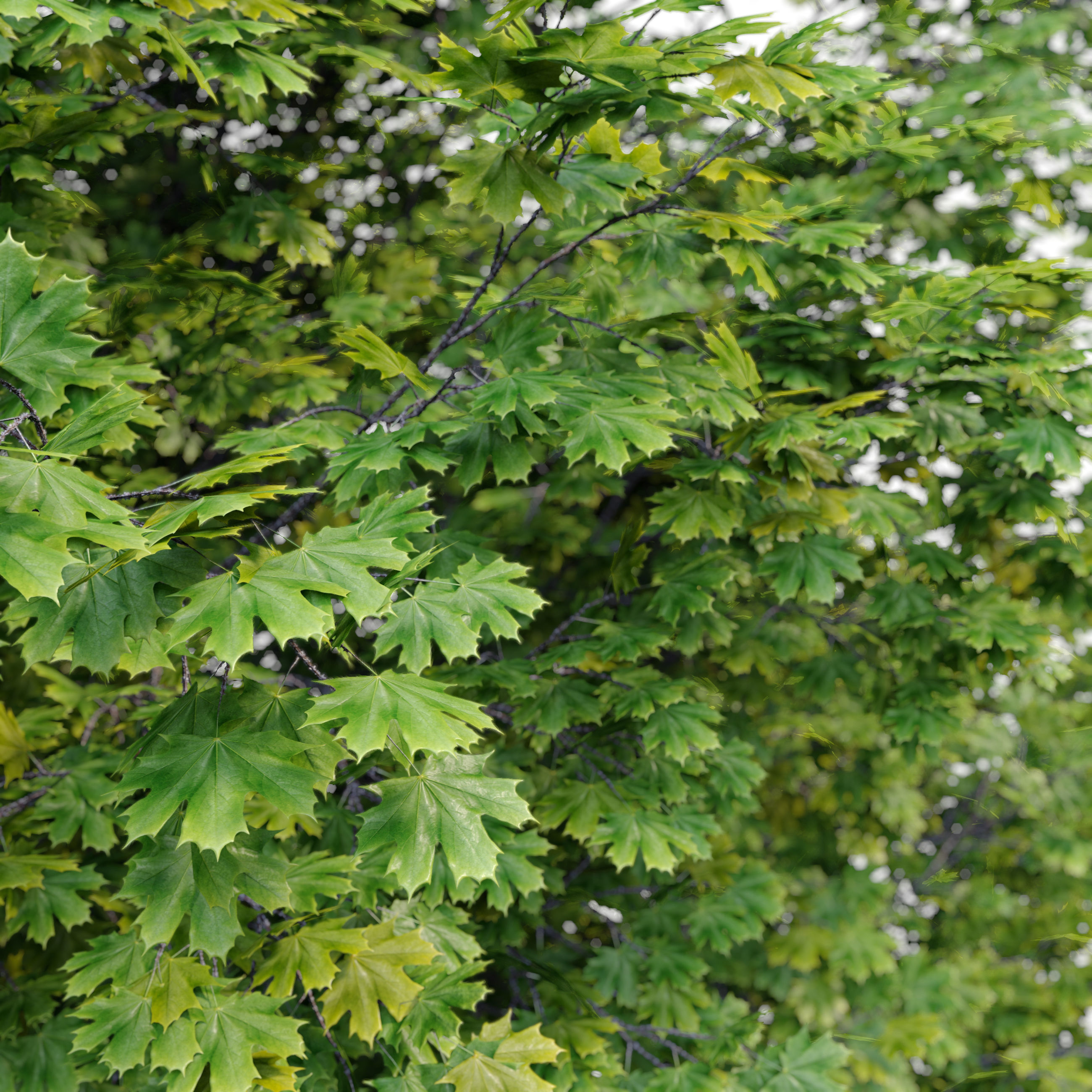 Acer macrophyllum 3D model_2