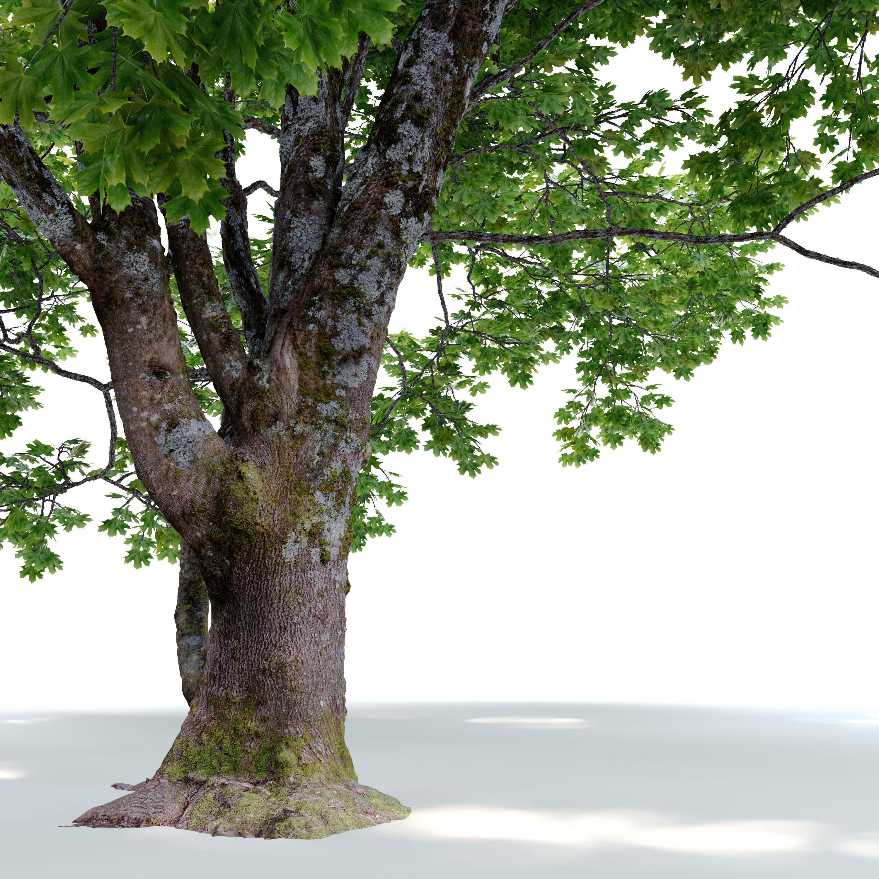 Acer macrophyllum 3D model_1