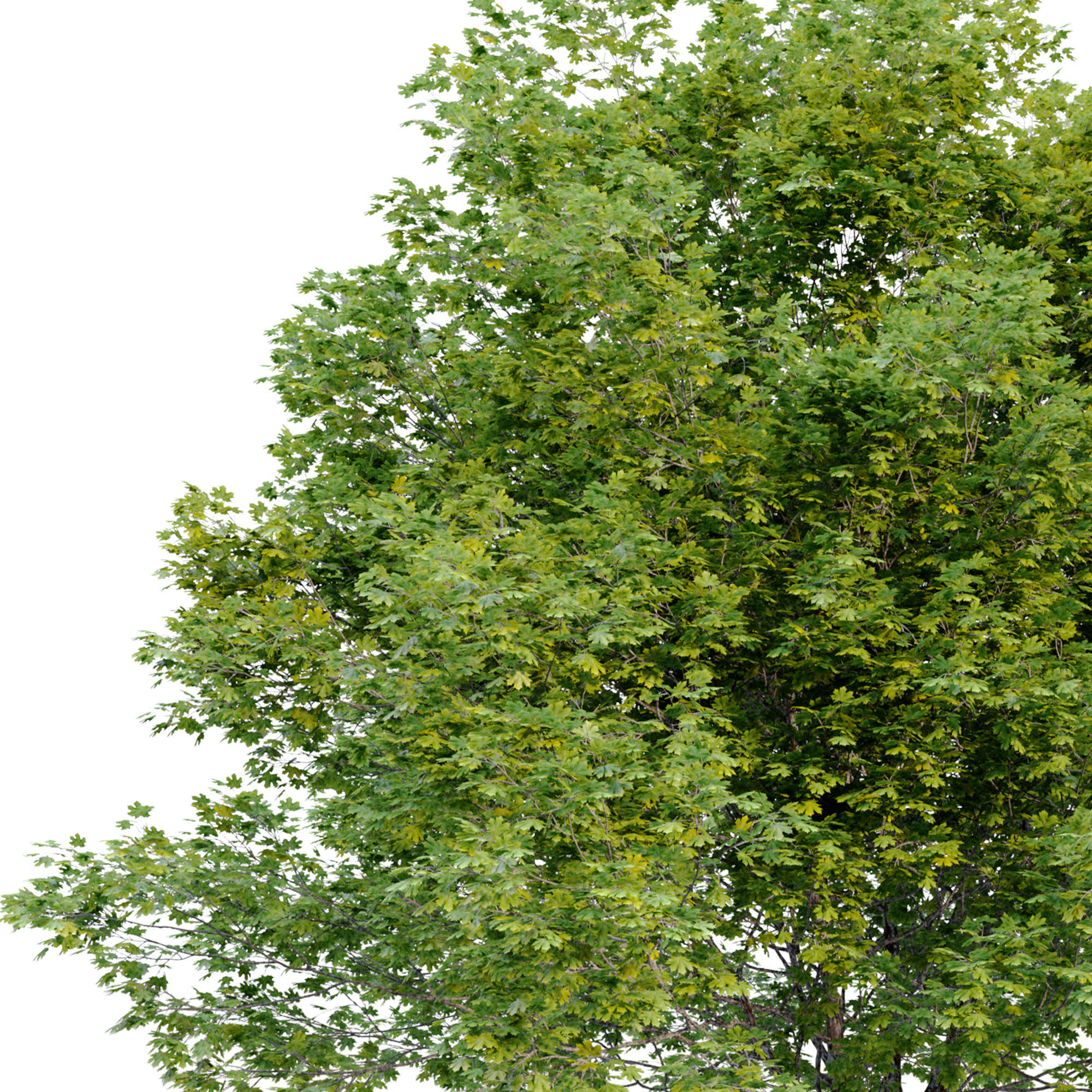 Acer macrophyllum 3D model_5
