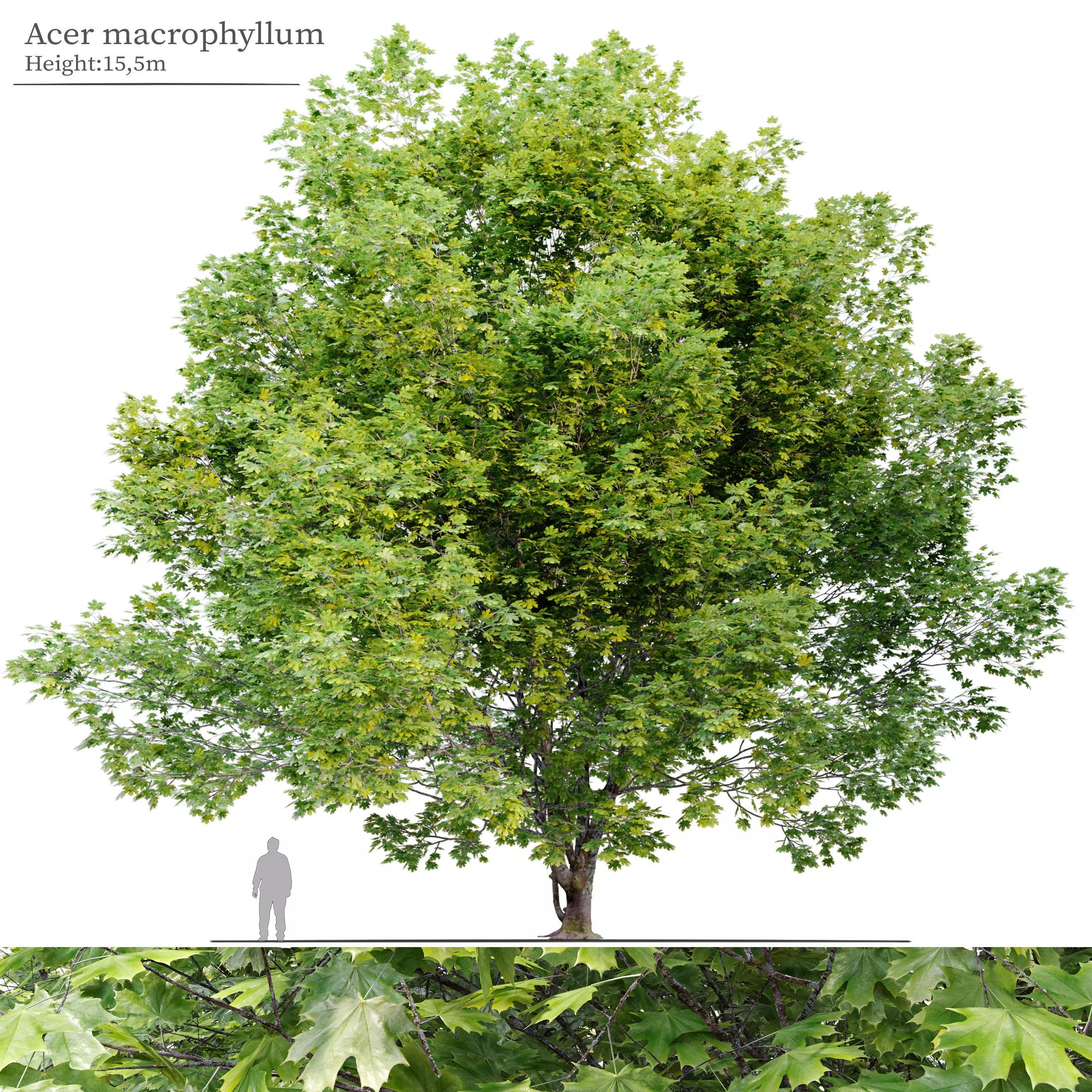 Acer macrophyllum 3D model_0