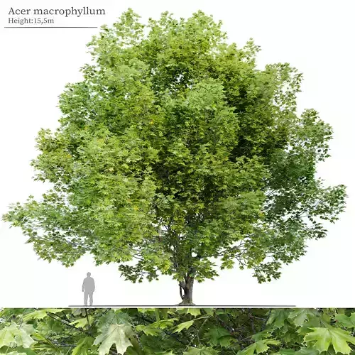 Acer macrophyllum