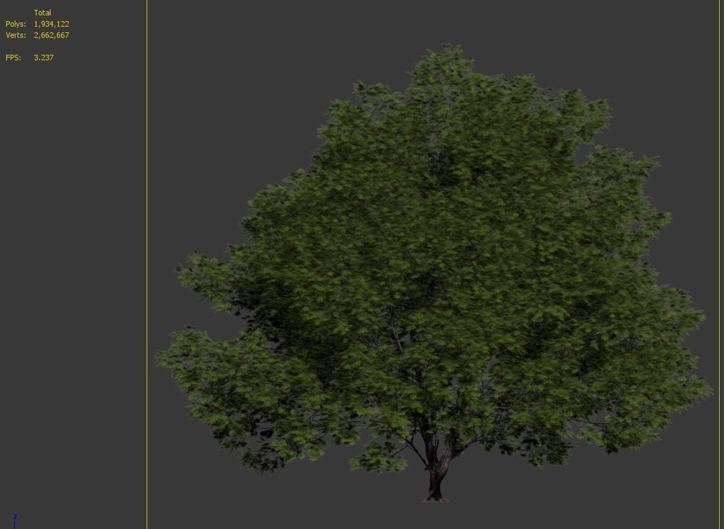 Acer macrophyllum 3D model_7
