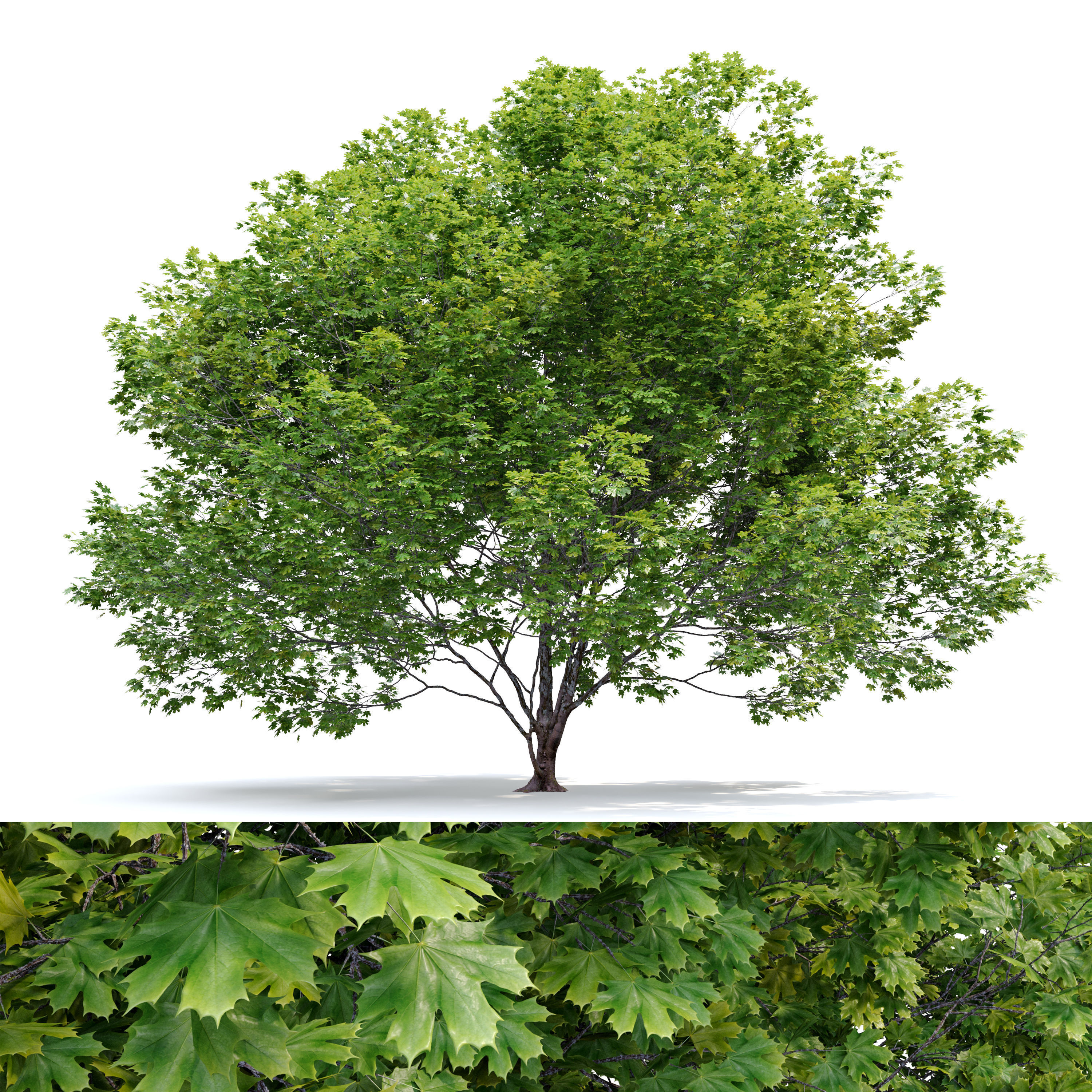 Acer macrophyllum 3D model_4