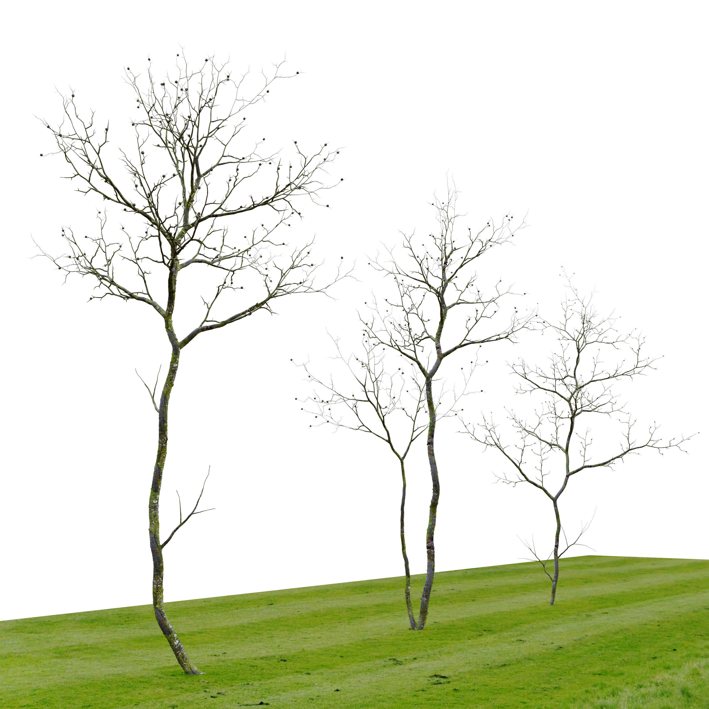 Young oak trees 3D model_4
