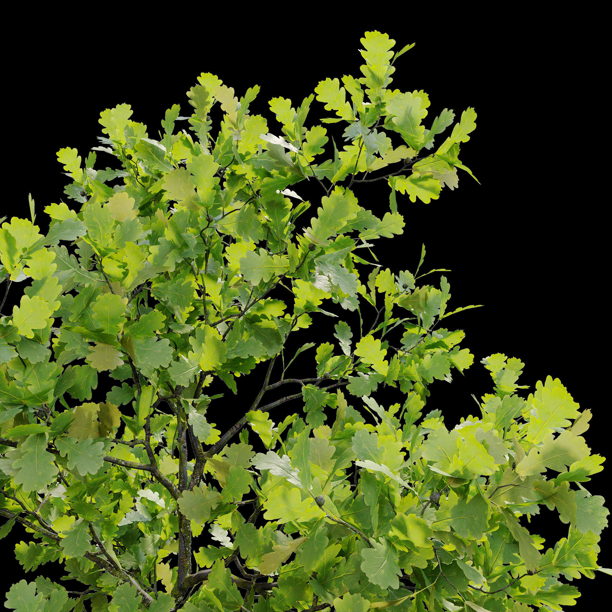 Young oak trees 3D model_5