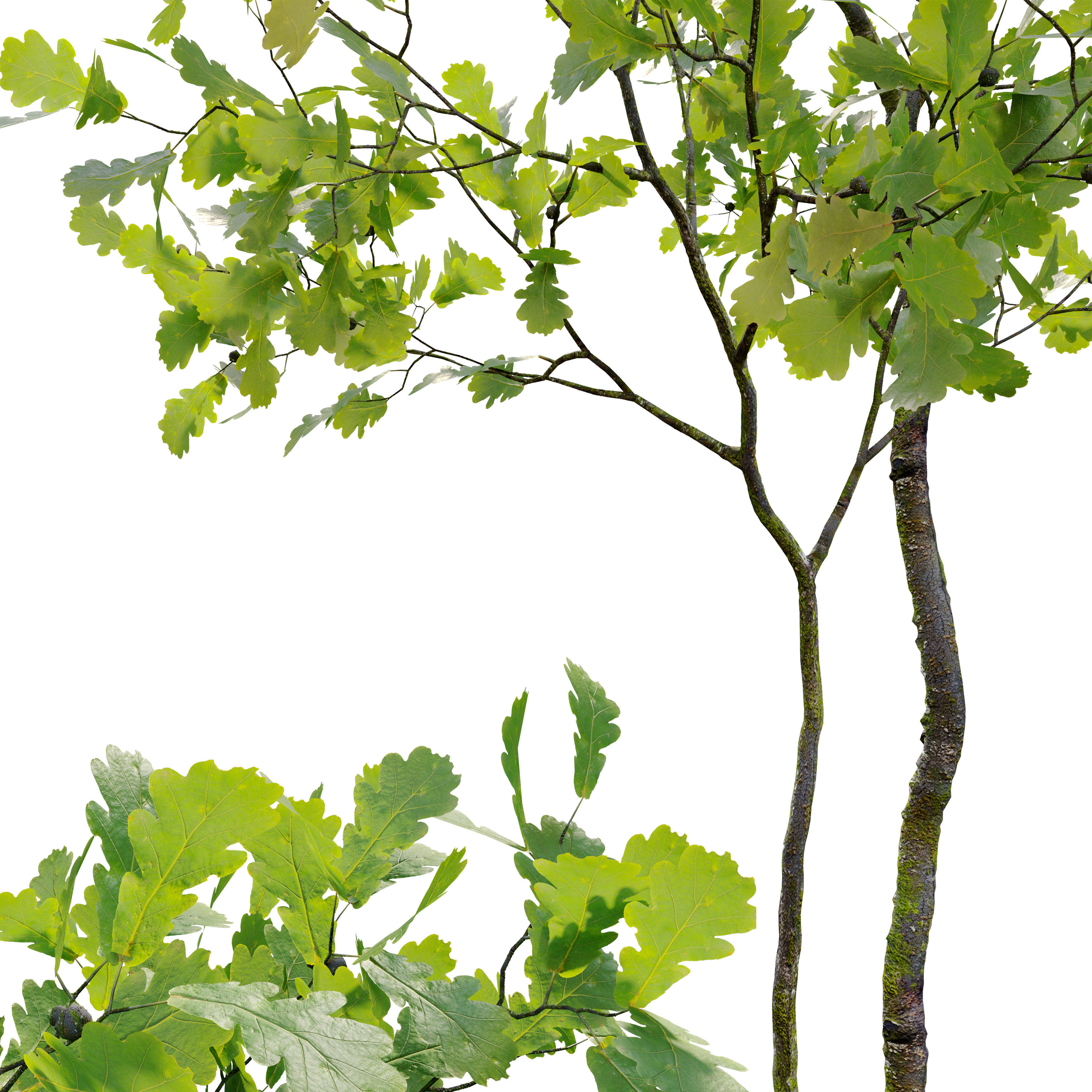 Young oak trees 3D model_2