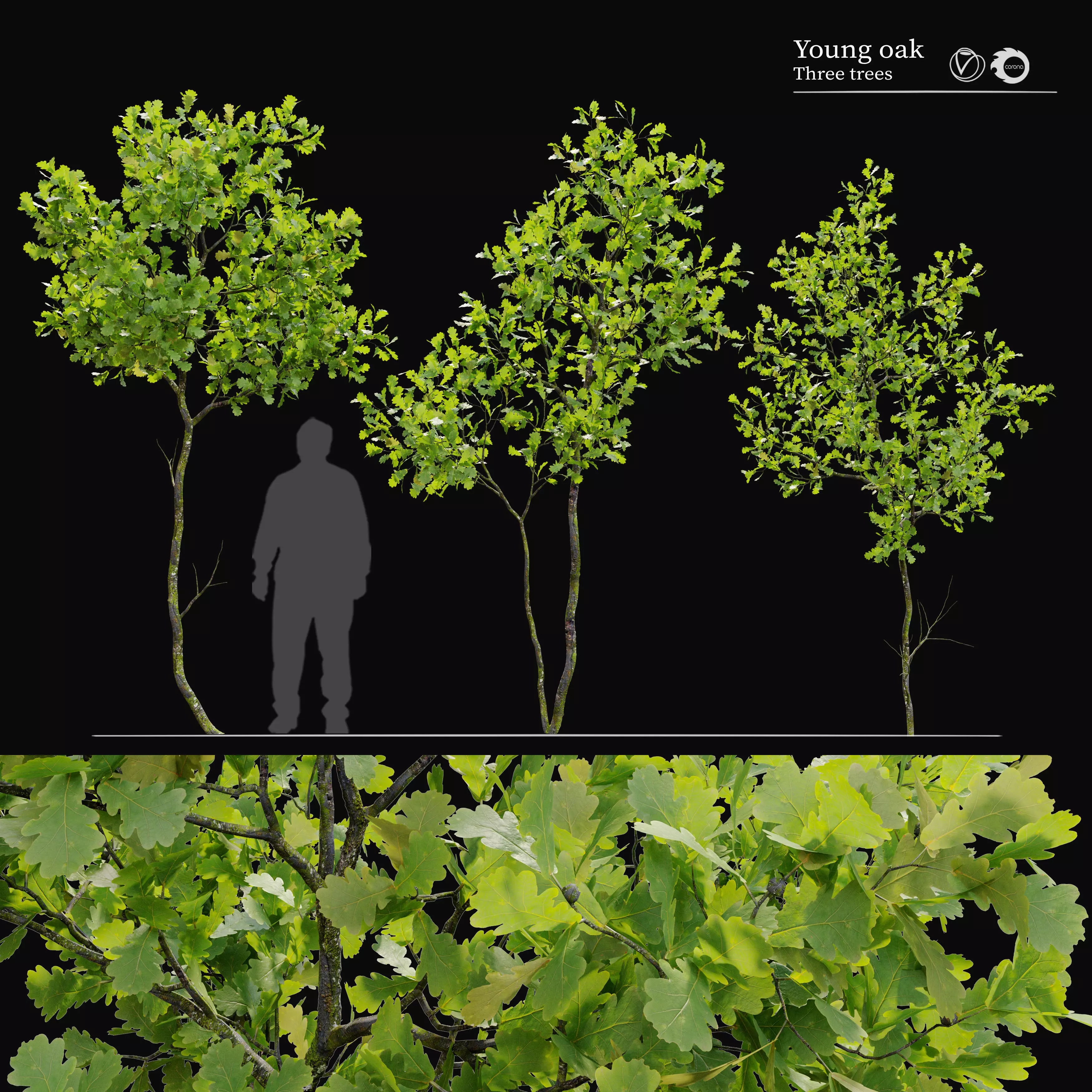 Young oak trees 3D model_0