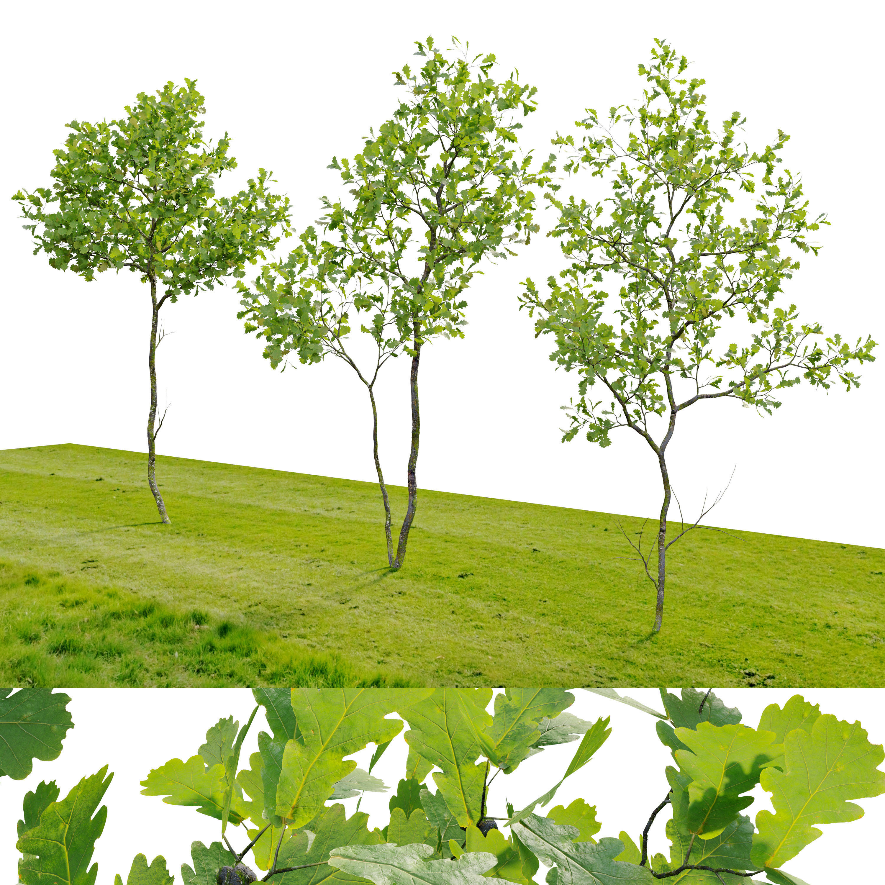 Young oak trees 3D model_1
