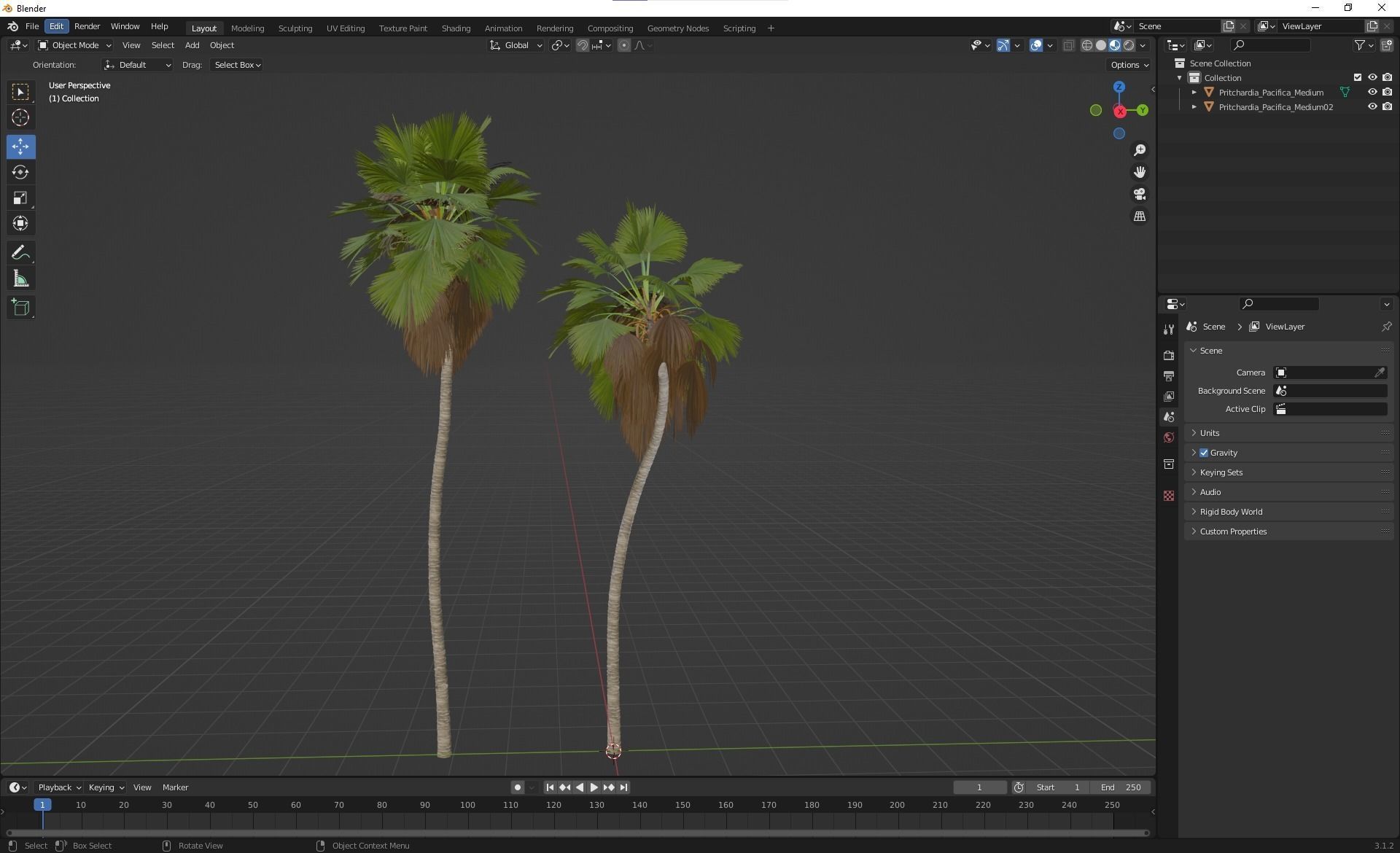 New Plant High detail Pritchardia Pacifica Medium 3D model_6