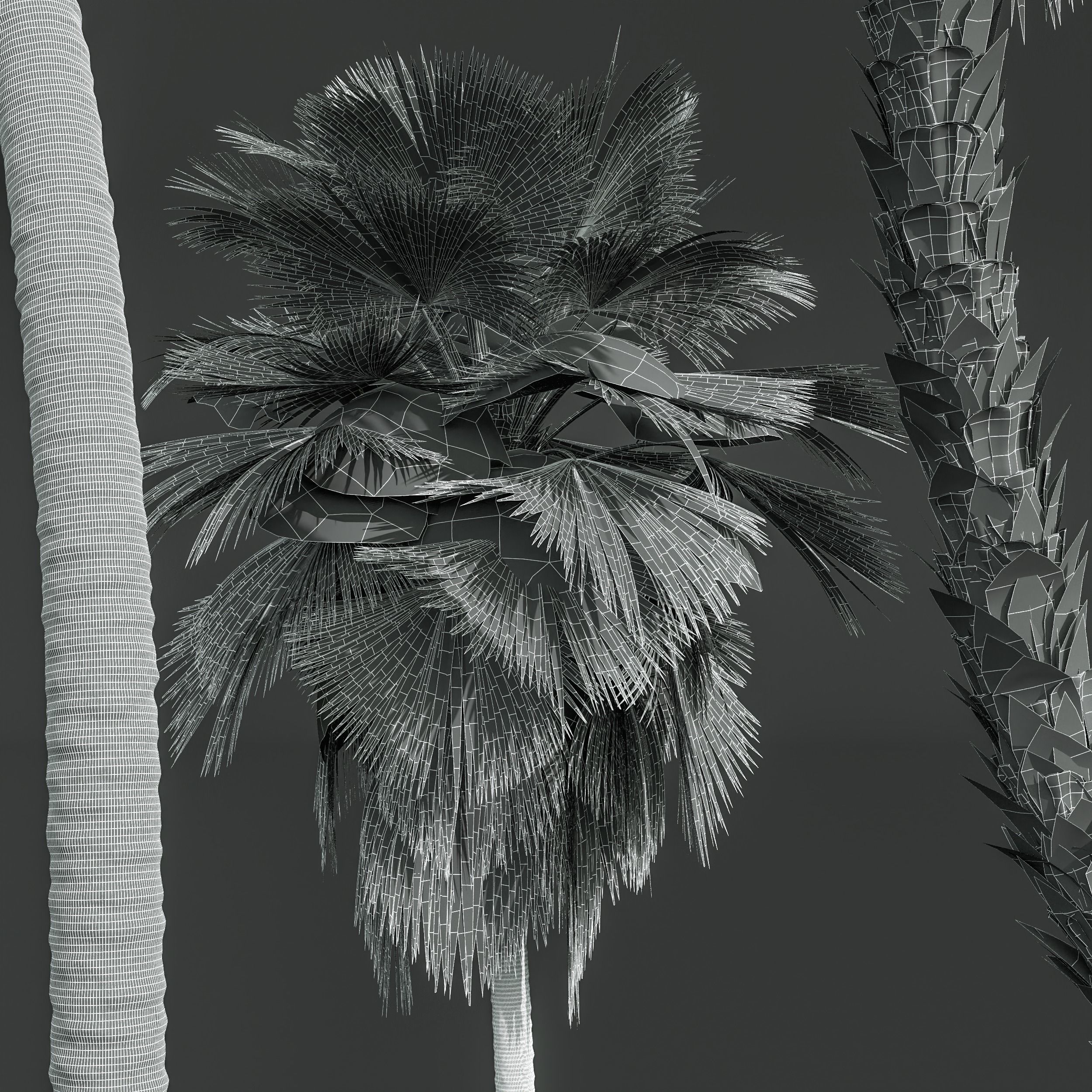 New Plant High detail Pritchardia Pacifica Medium 3D model_5