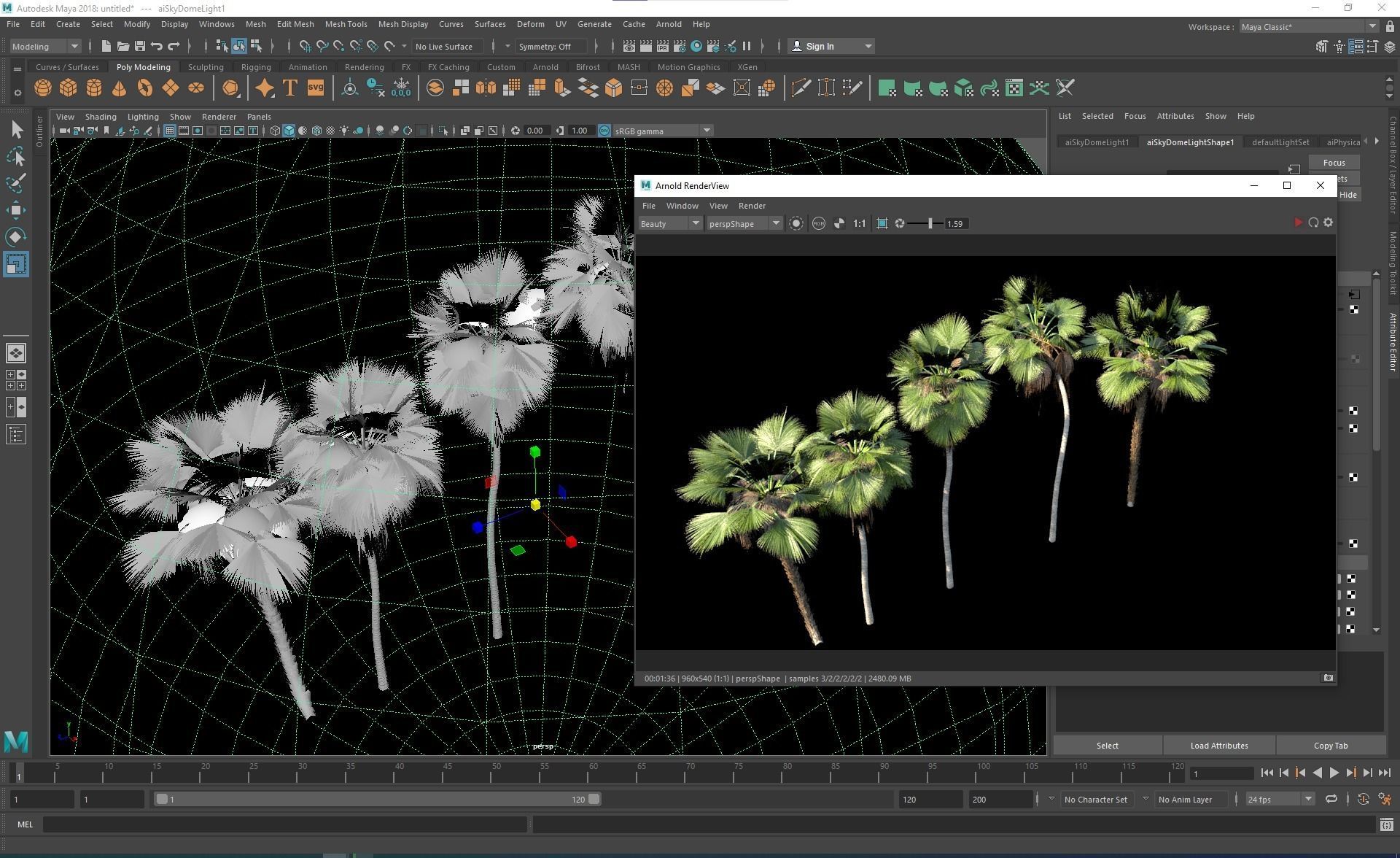 New Plant High detail Pritchardia Pacifica Medium 3D model_9