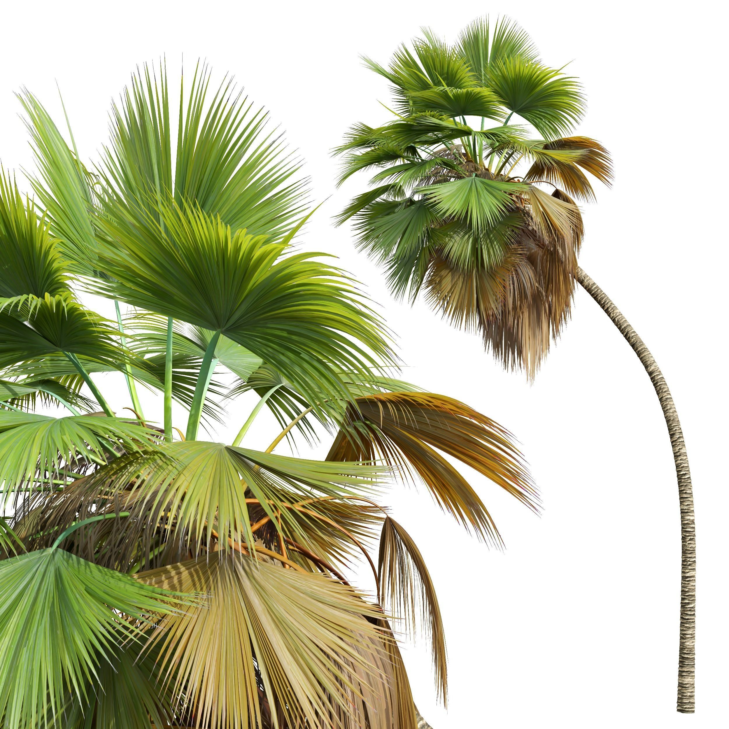 New Plant High detail Pritchardia Pacifica Medium 3D model_4