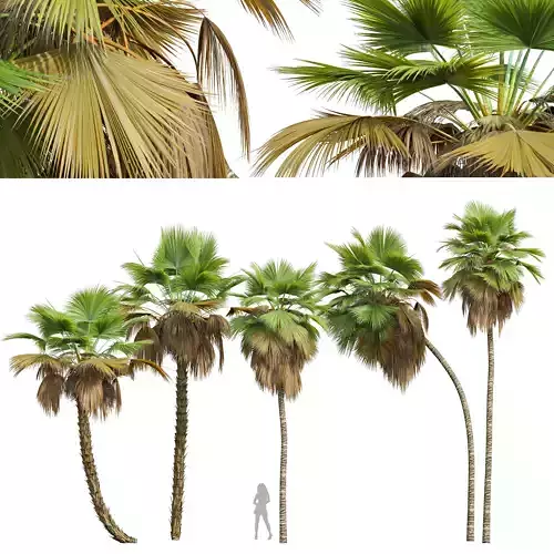 New Plant High detail Pritchardia Pacifica Medium 3D model