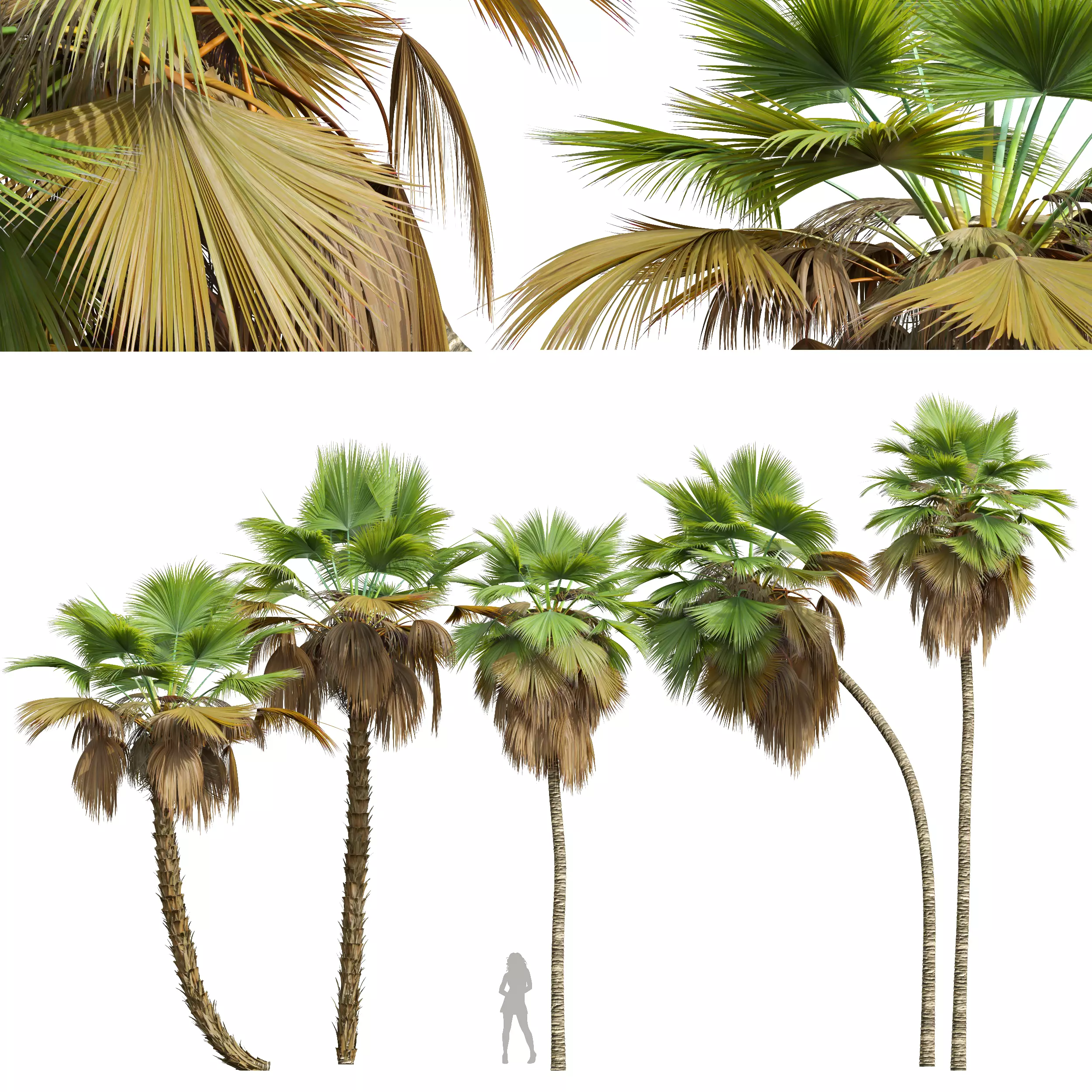 New Plant High detail Pritchardia Pacifica Medium 3D model_0