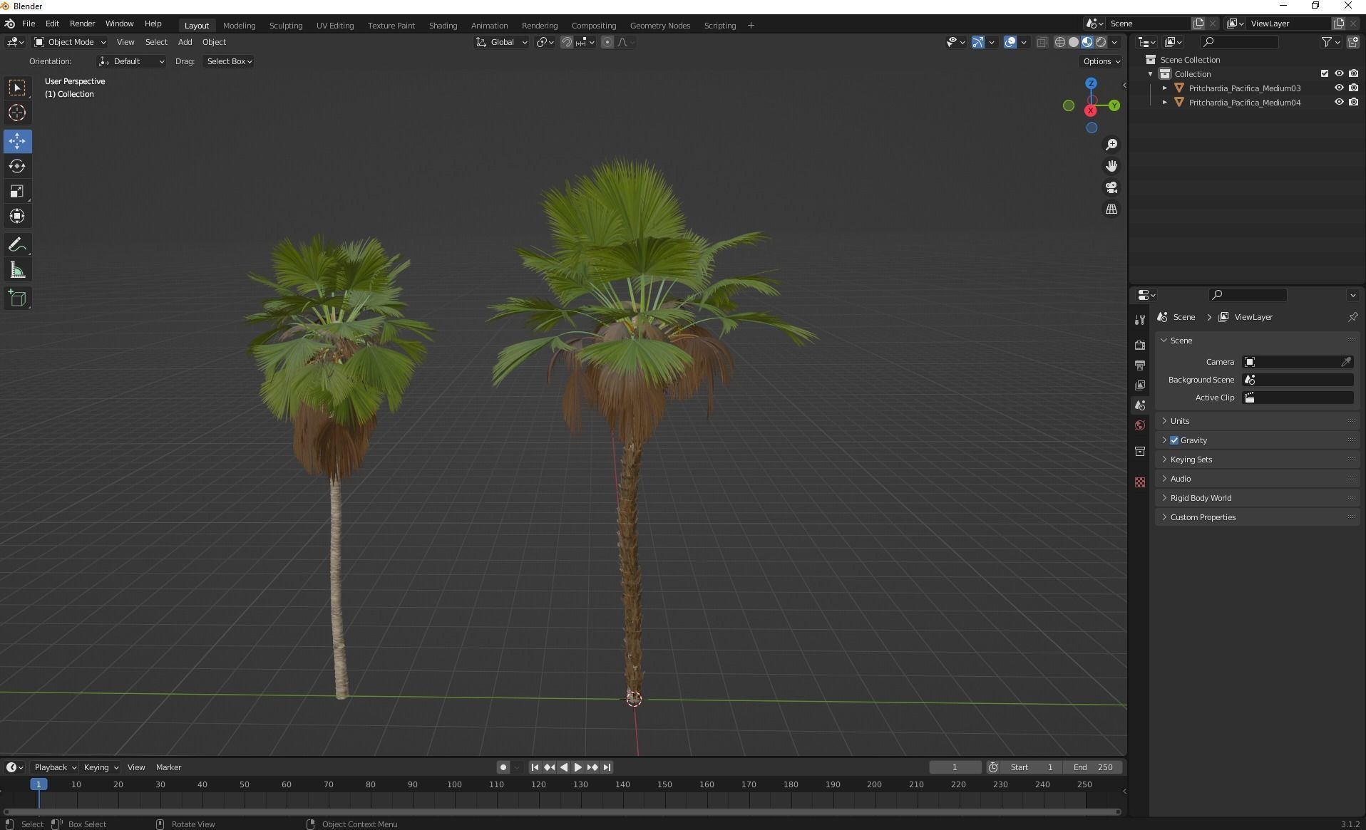 New Plant High detail Pritchardia Pacifica Medium 3D model_7