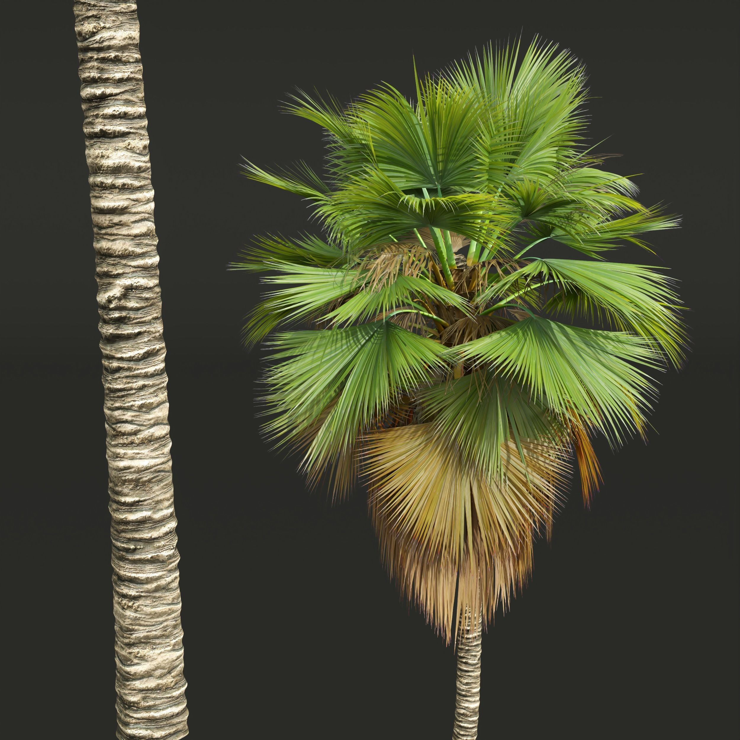 New Plant High detail Pritchardia Pacifica Medium 3D model_1