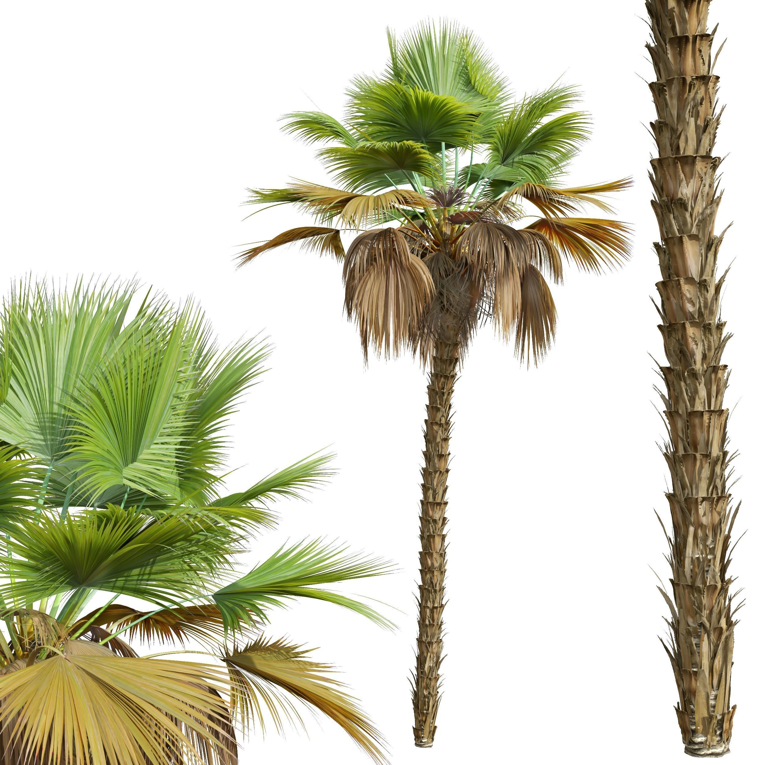 New Plant High detail Pritchardia Pacifica Medium 3D model_2