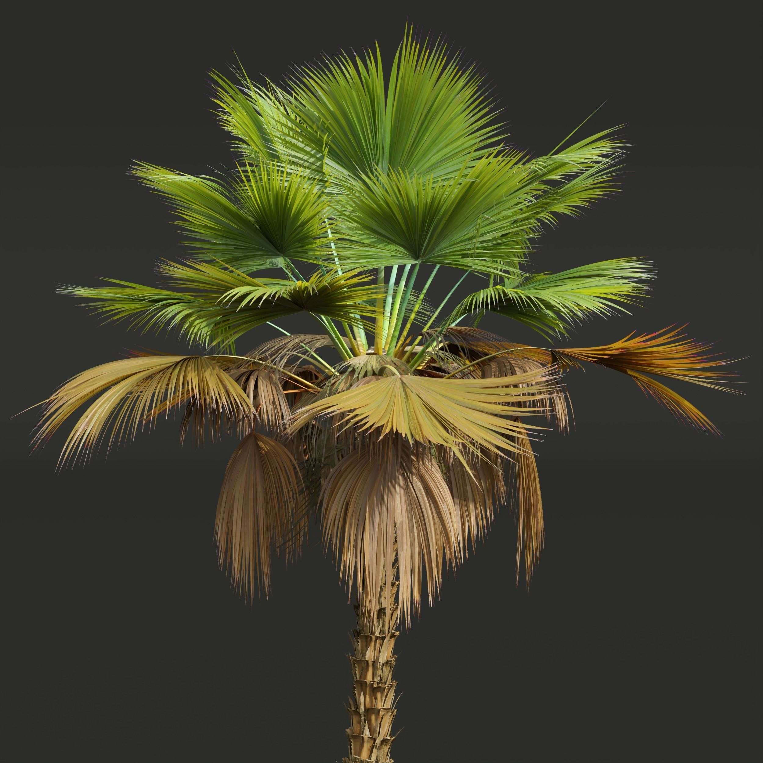 New Plant High detail Pritchardia Pacifica Medium 3D model_3