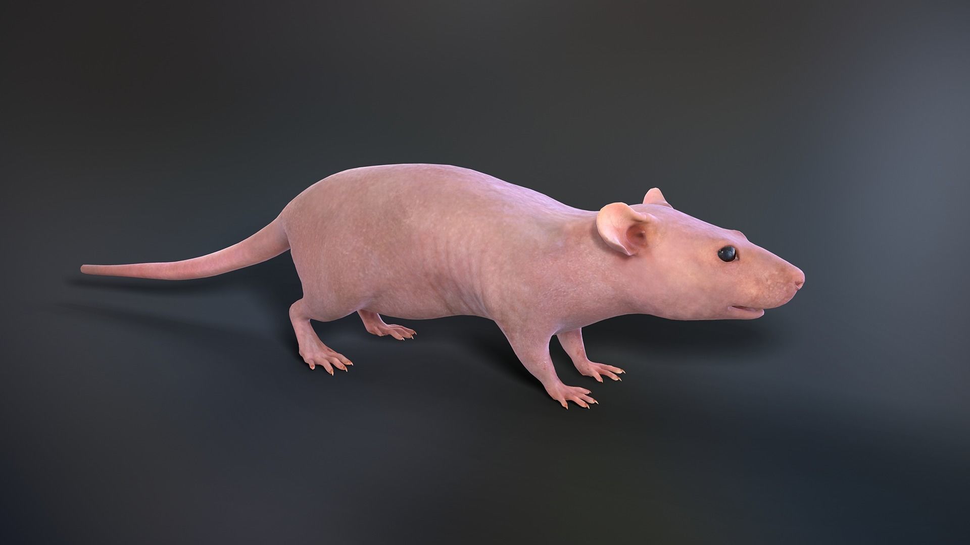 Mouse rat Low-poly 3D model_7