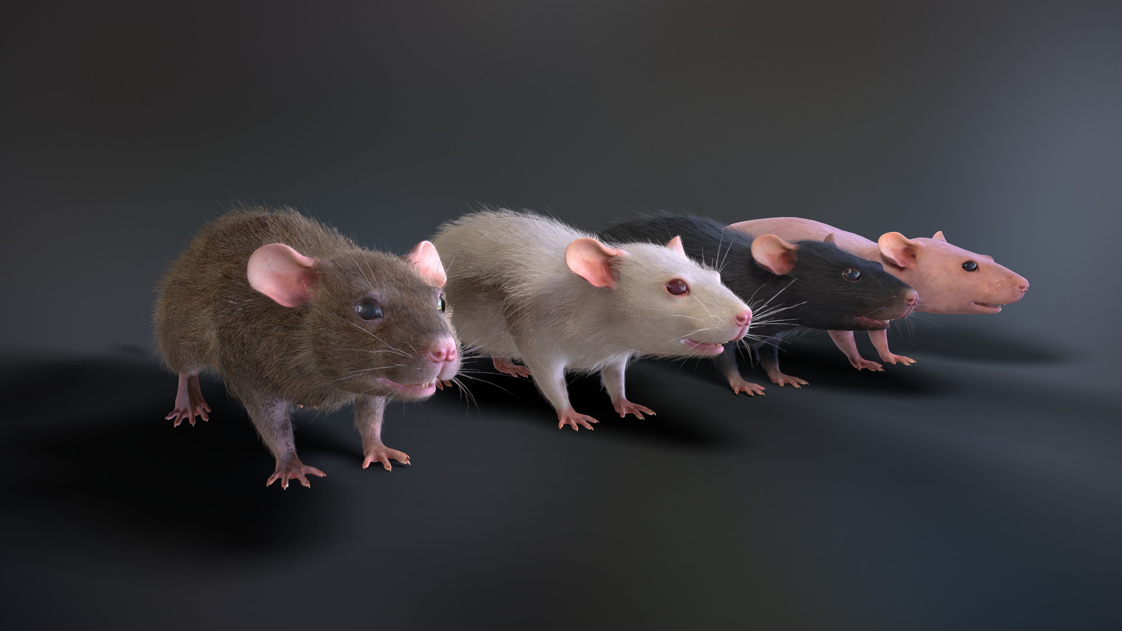 Mouse rat Low-poly 3D model_2