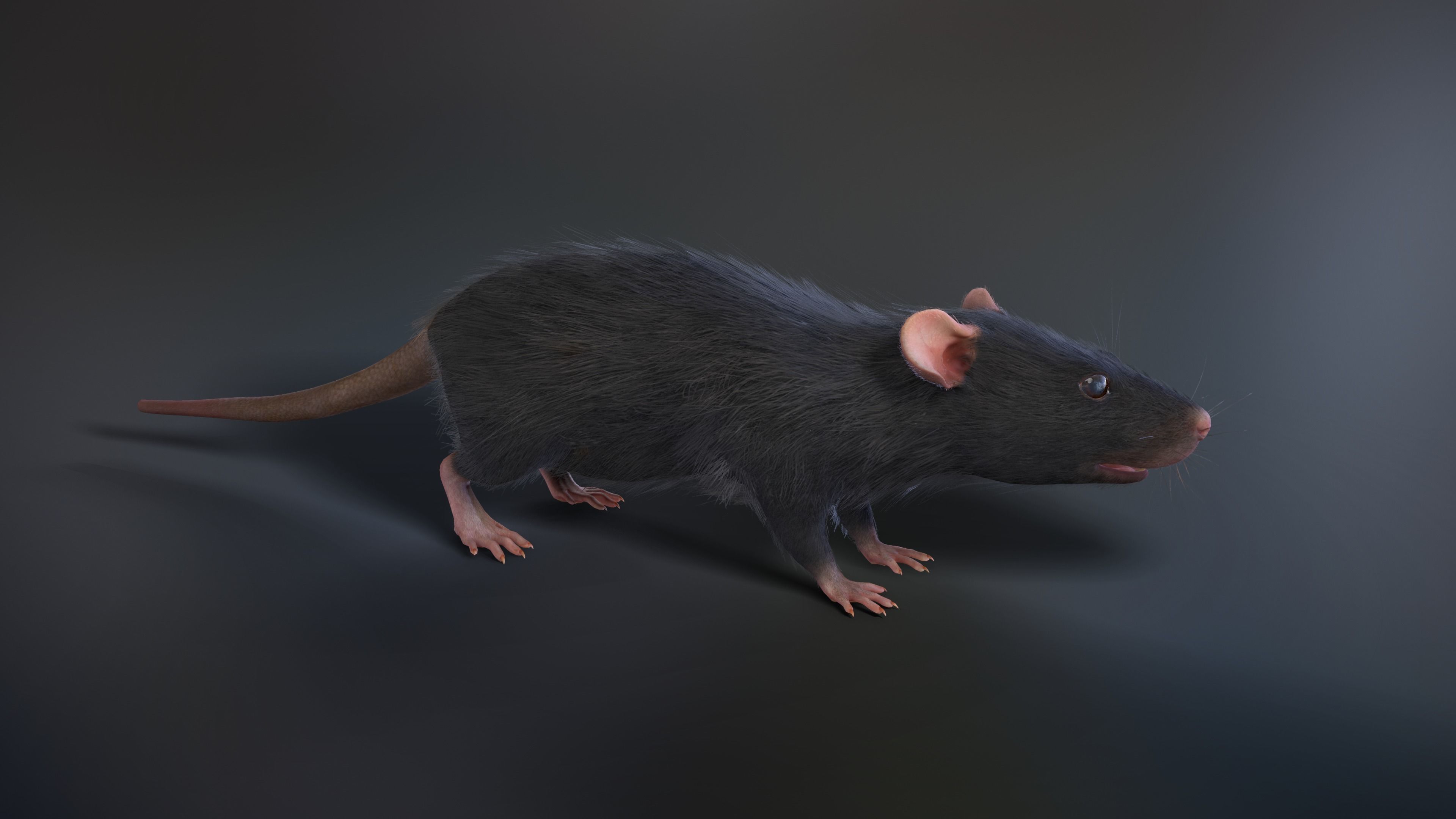 Mouse rat Low-poly 3D model_6
