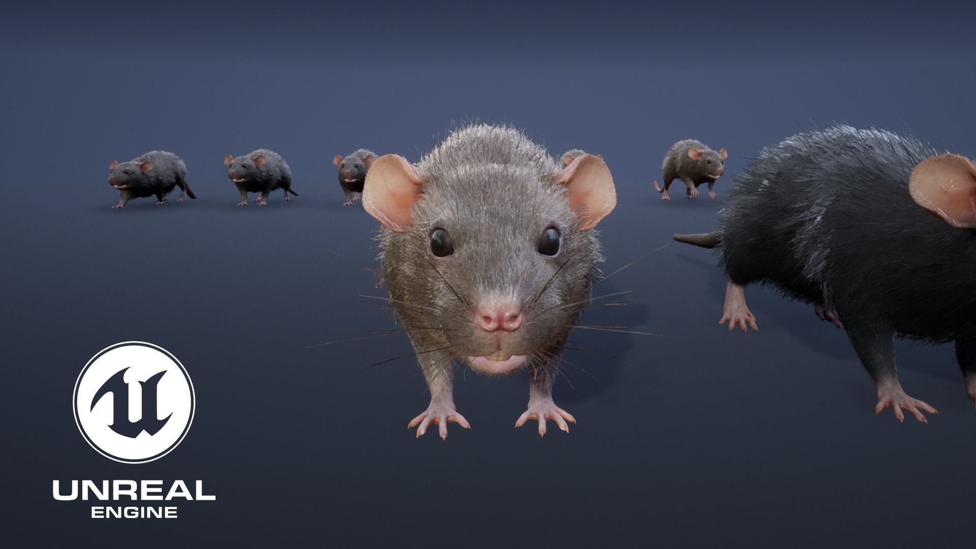 Mouse rat Low-poly 3D model_19