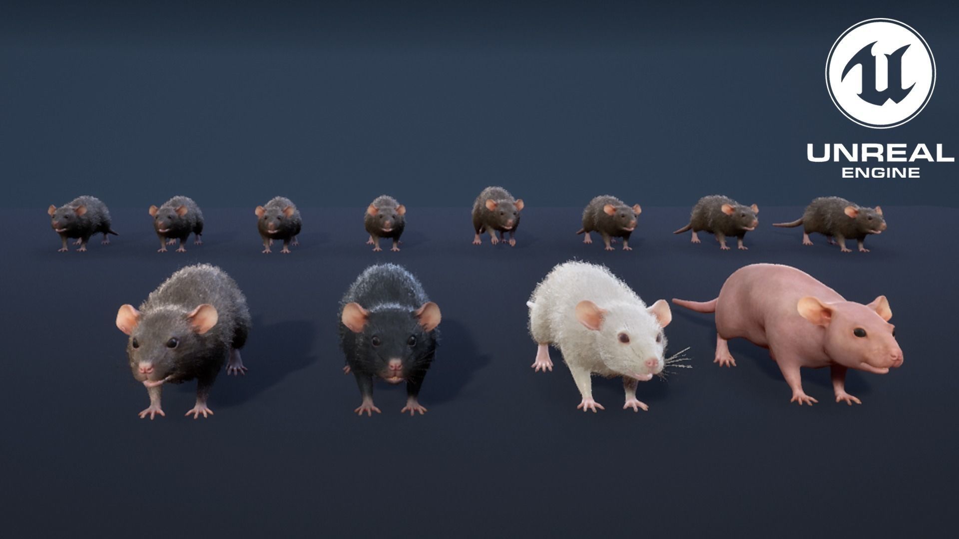 Mouse rat Low-poly 3D model_22