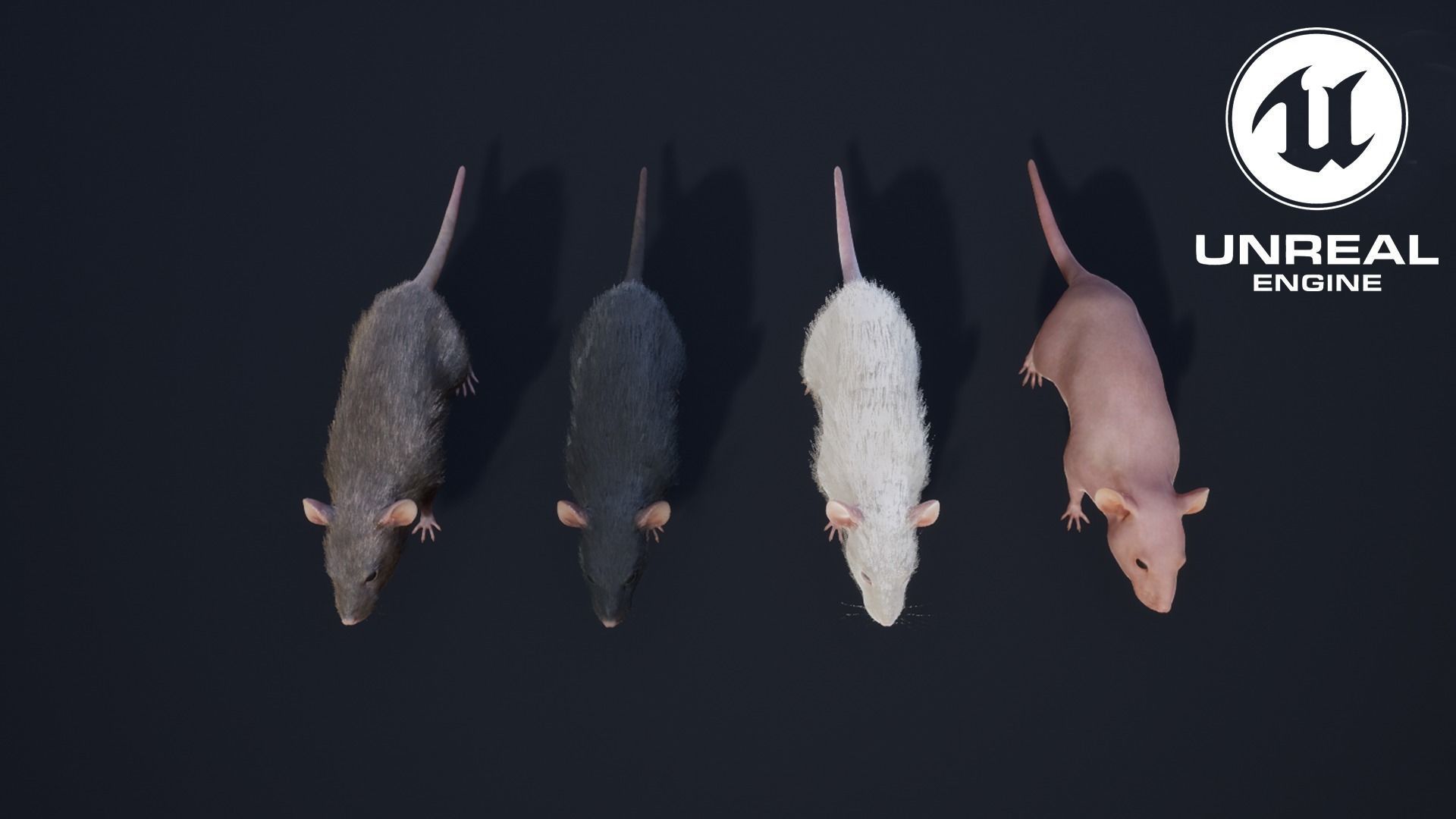 Mouse rat Low-poly 3D model_17