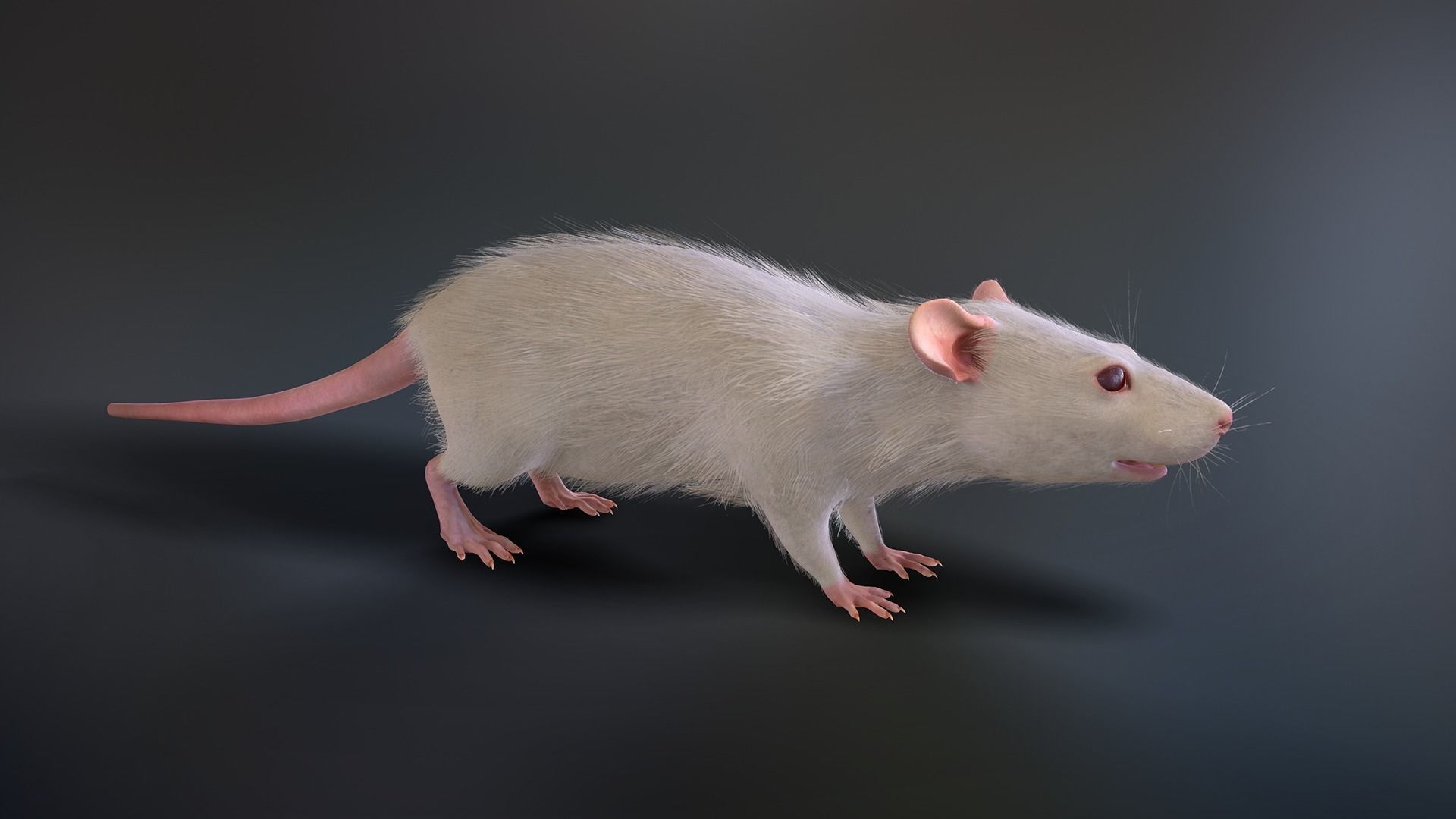 Mouse rat Low-poly 3D model_8