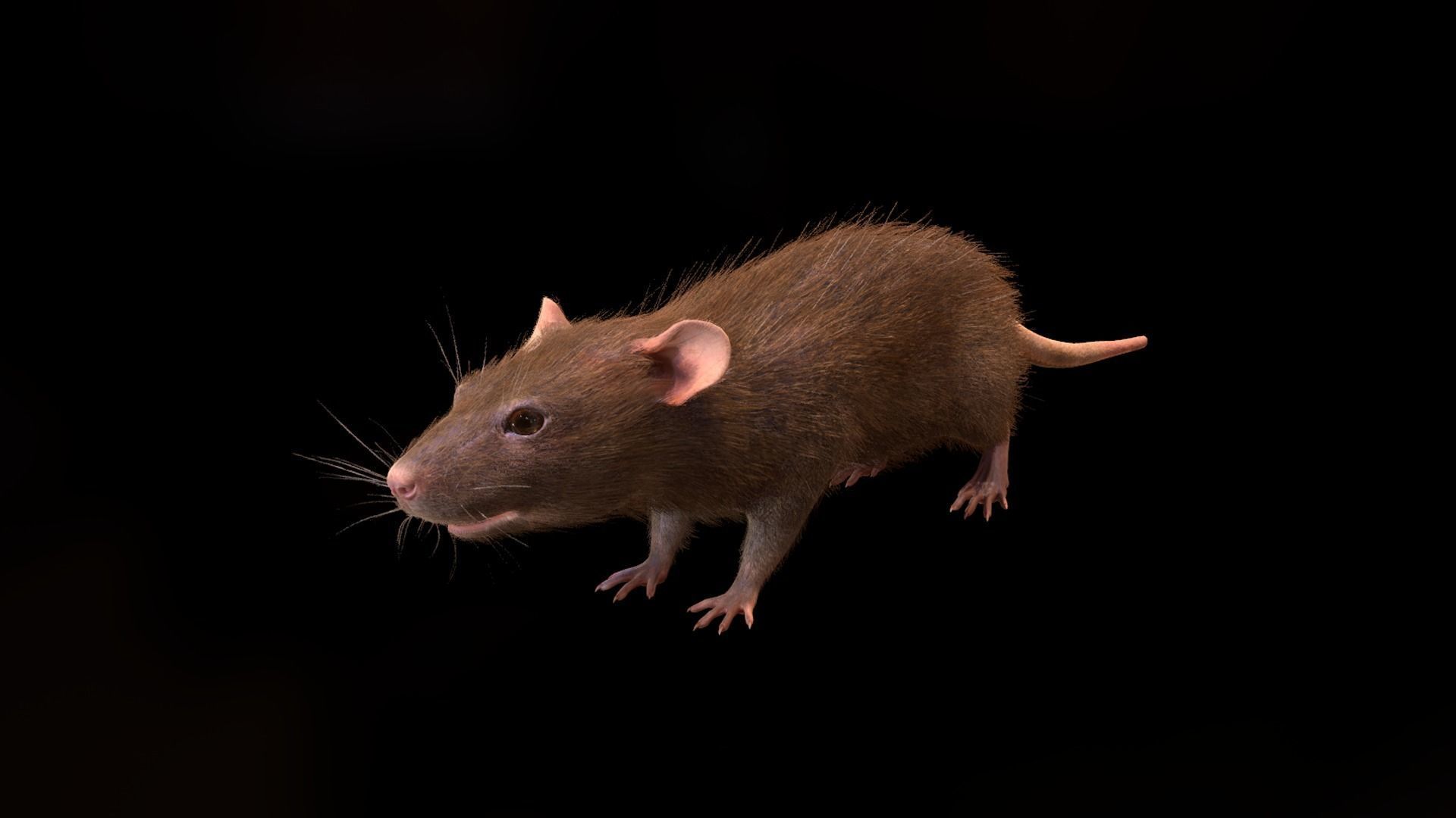 Mouse rat Low-poly 3D model_15