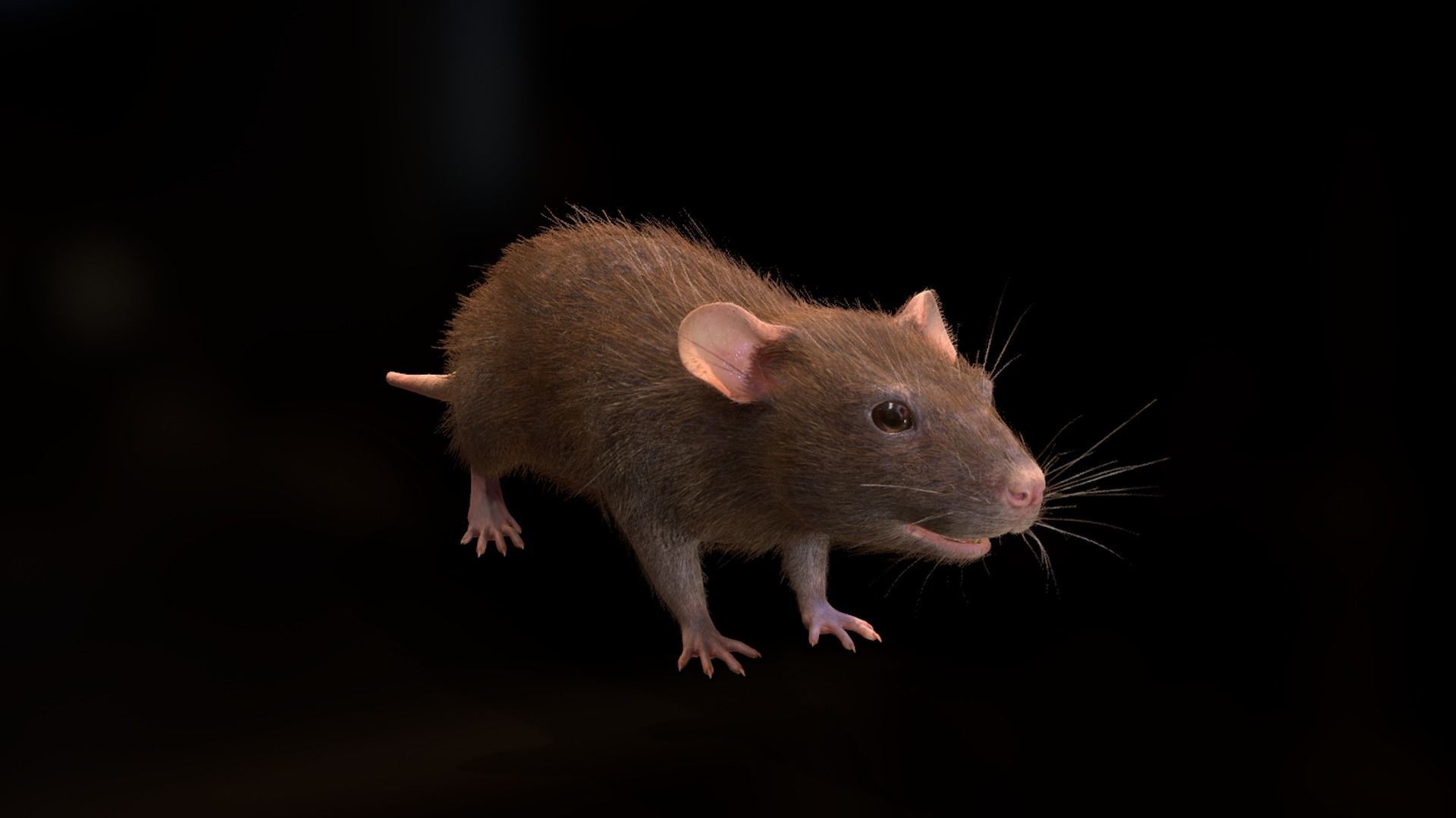 Mouse rat Low-poly 3D model_12