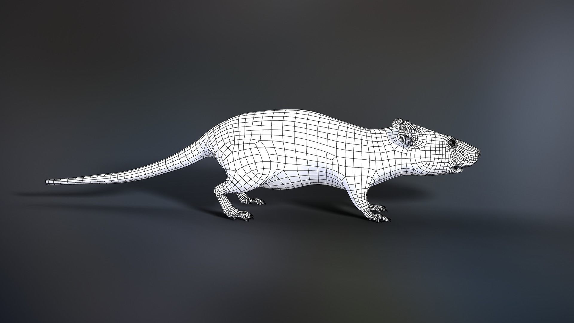 Mouse rat Low-poly 3D model_10