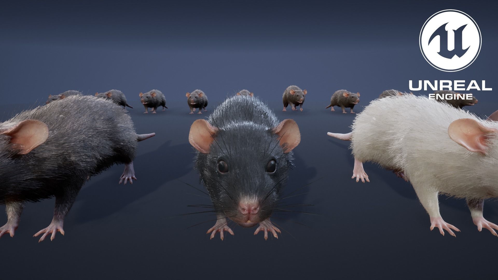 Mouse rat Low-poly 3D model_18