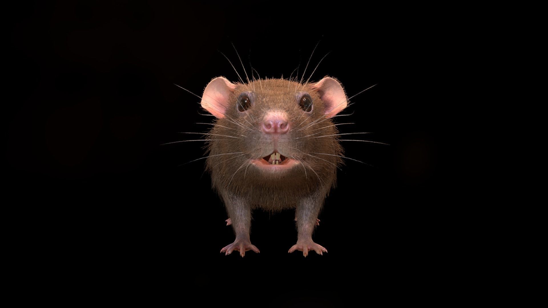 Mouse rat Low-poly 3D model_13